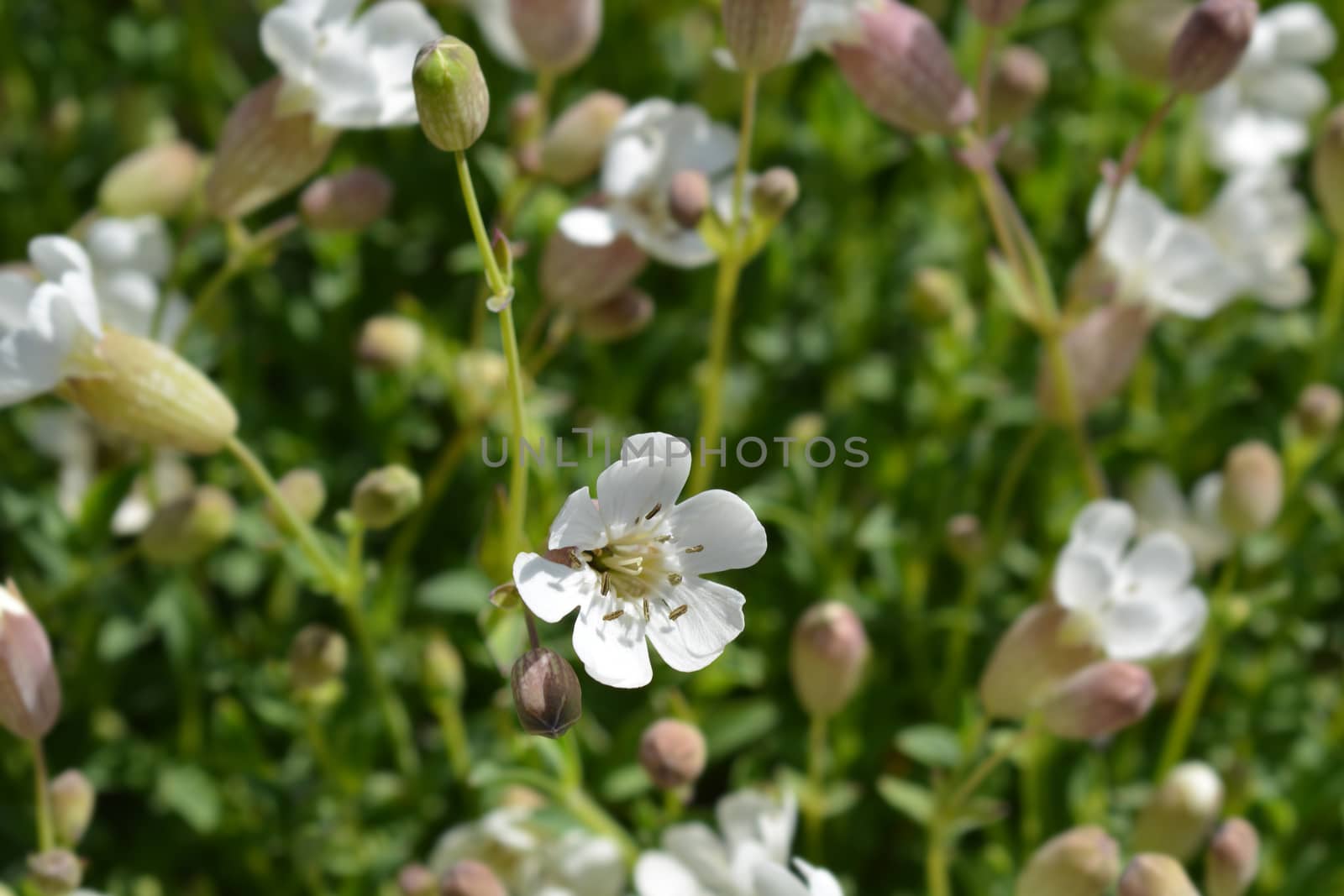 Sea campion - Latin name - Silene uniflora (Silene vulgaris subsp. maritima)