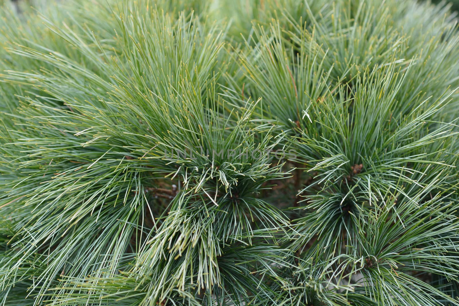 Eastern white pine Radiata - Latin name - Pinus strobus Radiata