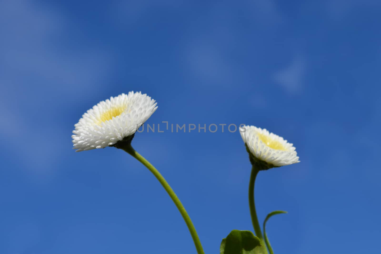 English daisy cultivar against blue sky - Latin name - Bellis perennis