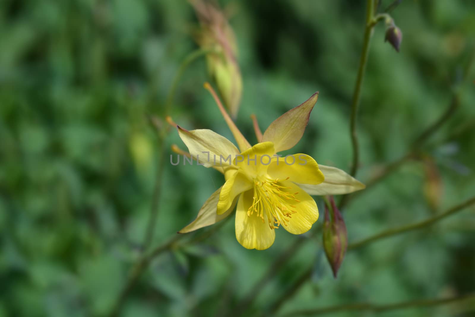 Golden columbine - Latin name - Aquilegia chrysantha