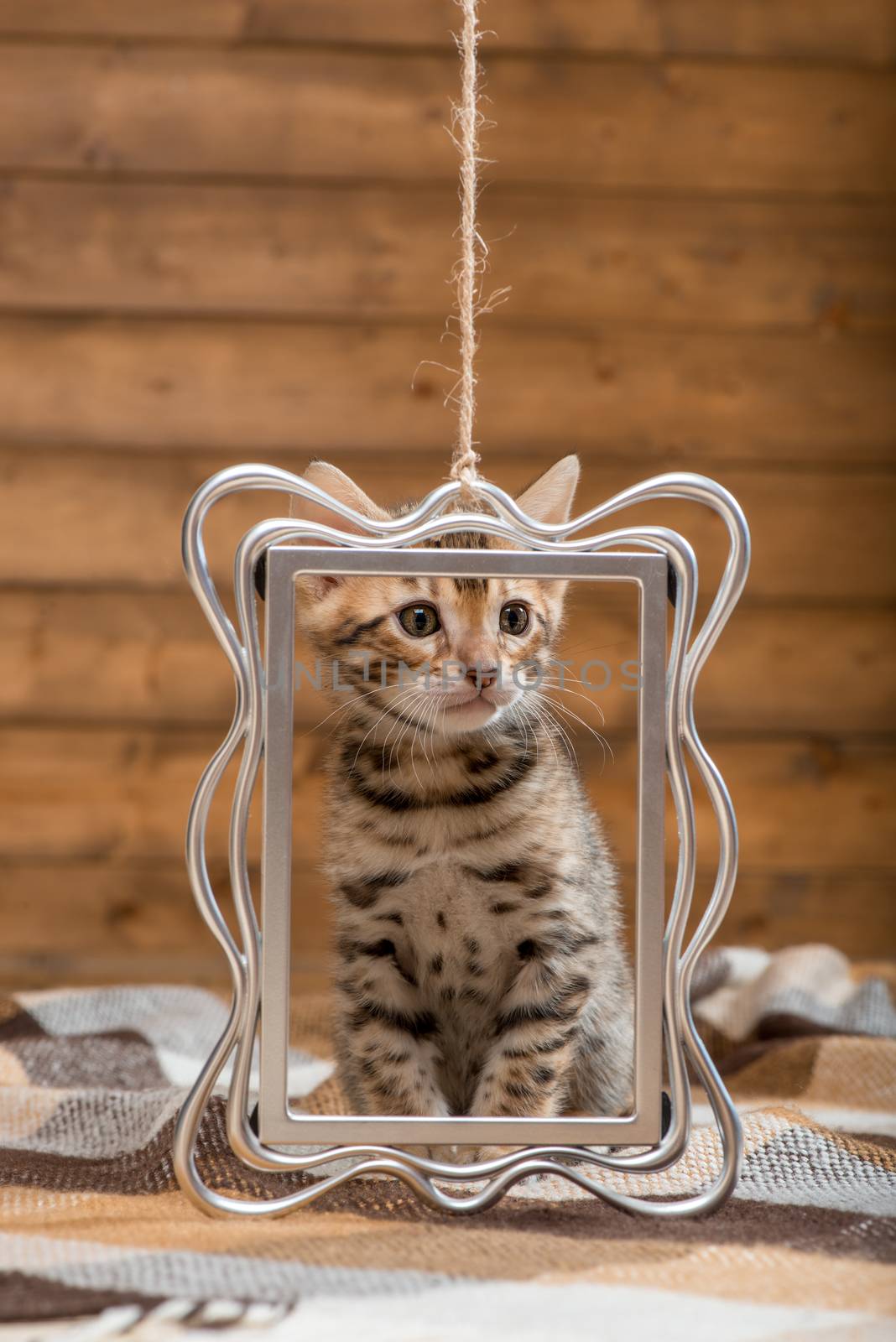 portrait of a Bengal breed kitten with a silver frame