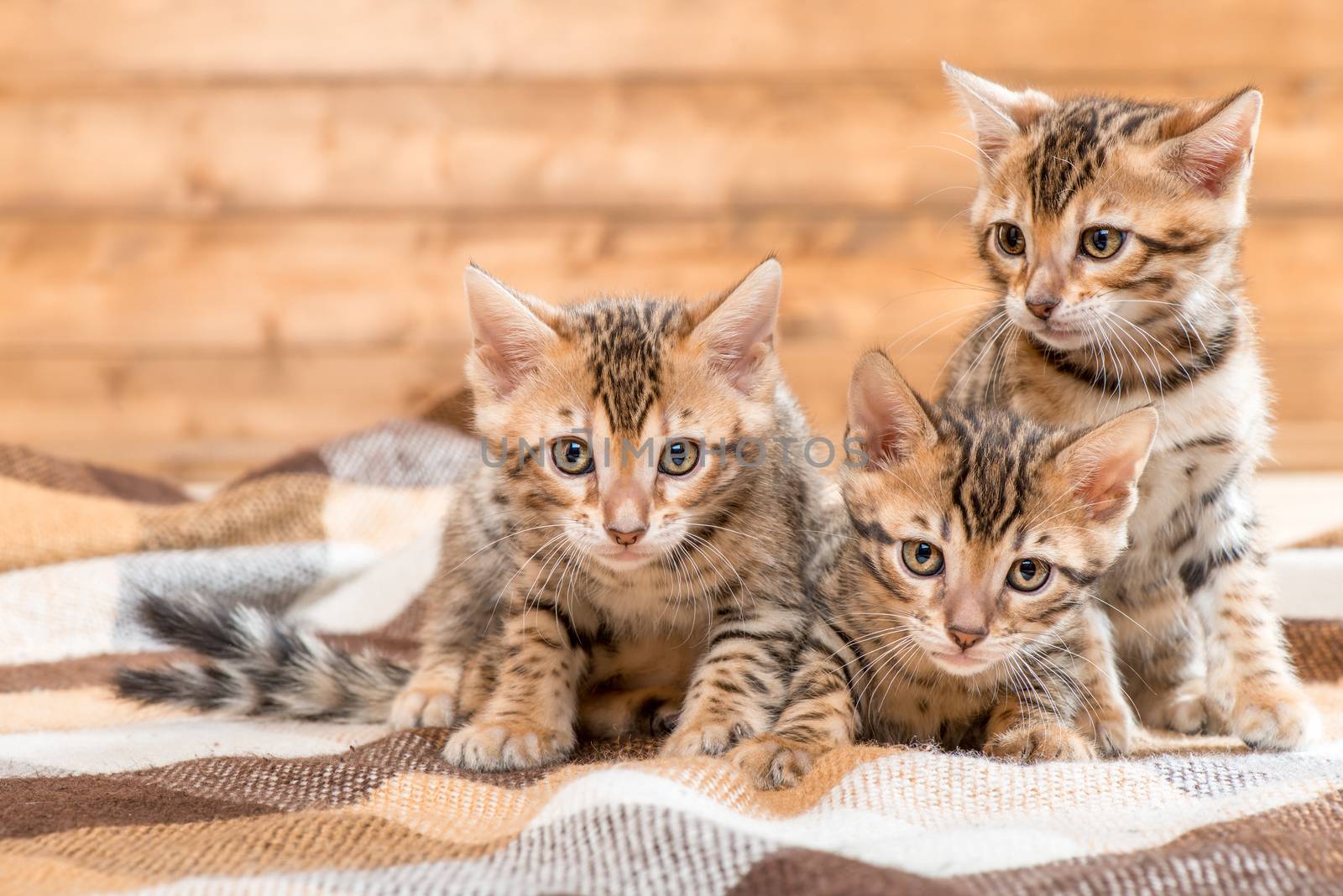 portrait of three kittens of Bengal breed on a plaid by kosmsos111