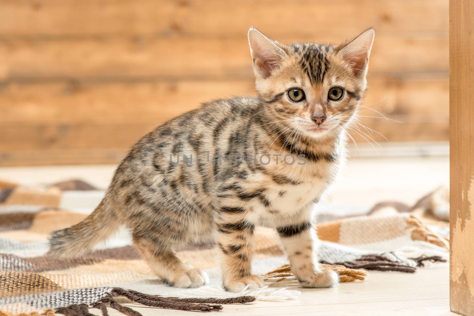 Purebred striped Bengal breed kitten portrait