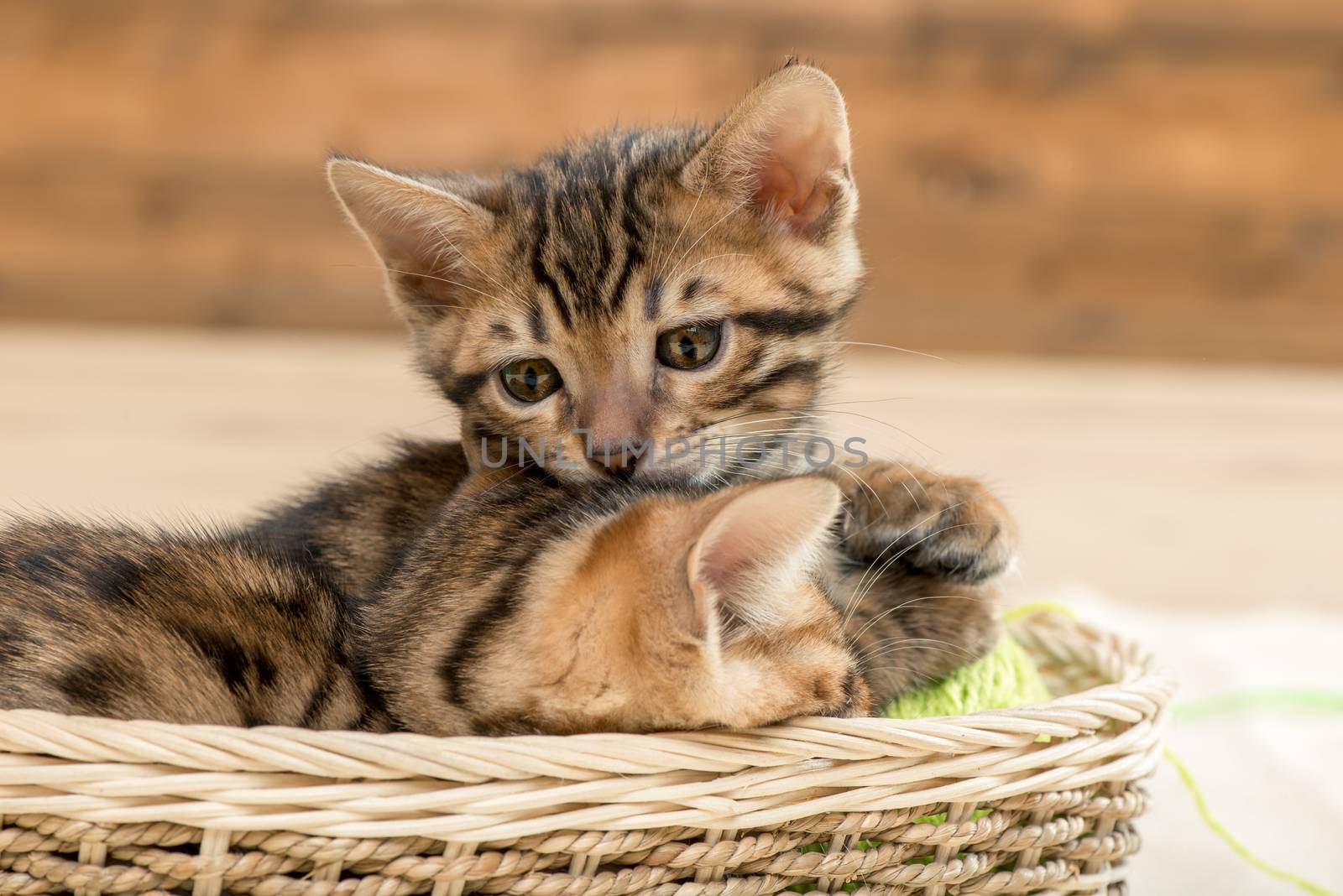 little brown striped bengal kittens in a wicker basket