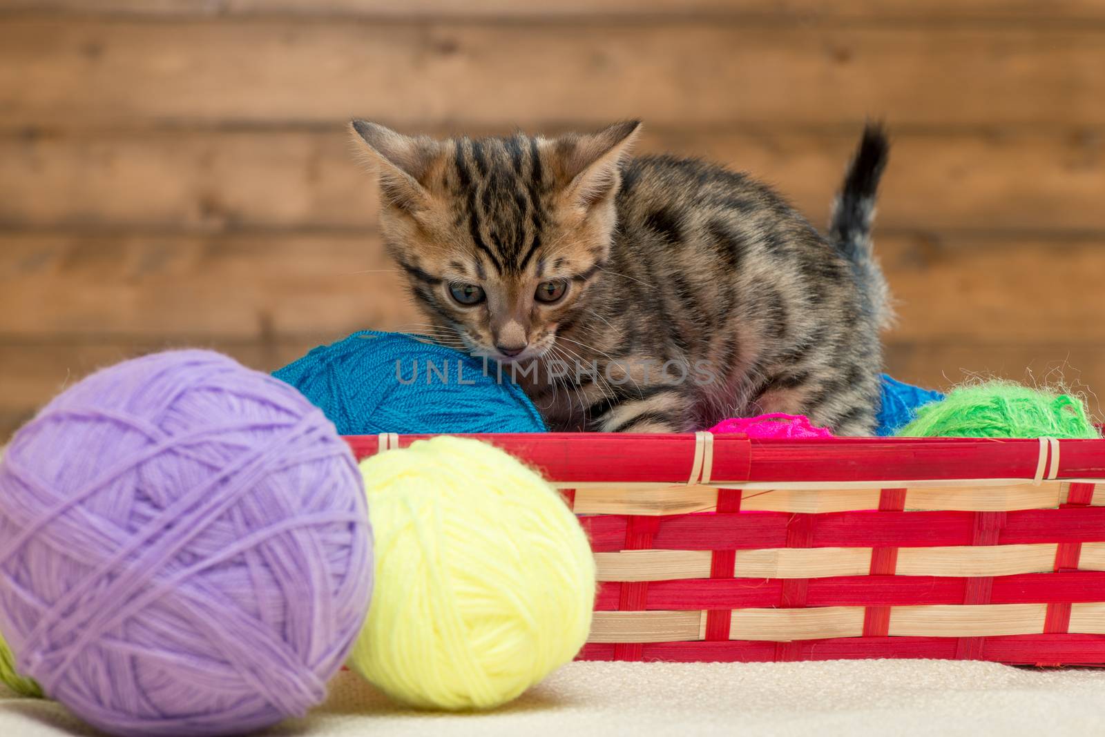 beautiful striped bengal kitten playing with threads in a basket by kosmsos111