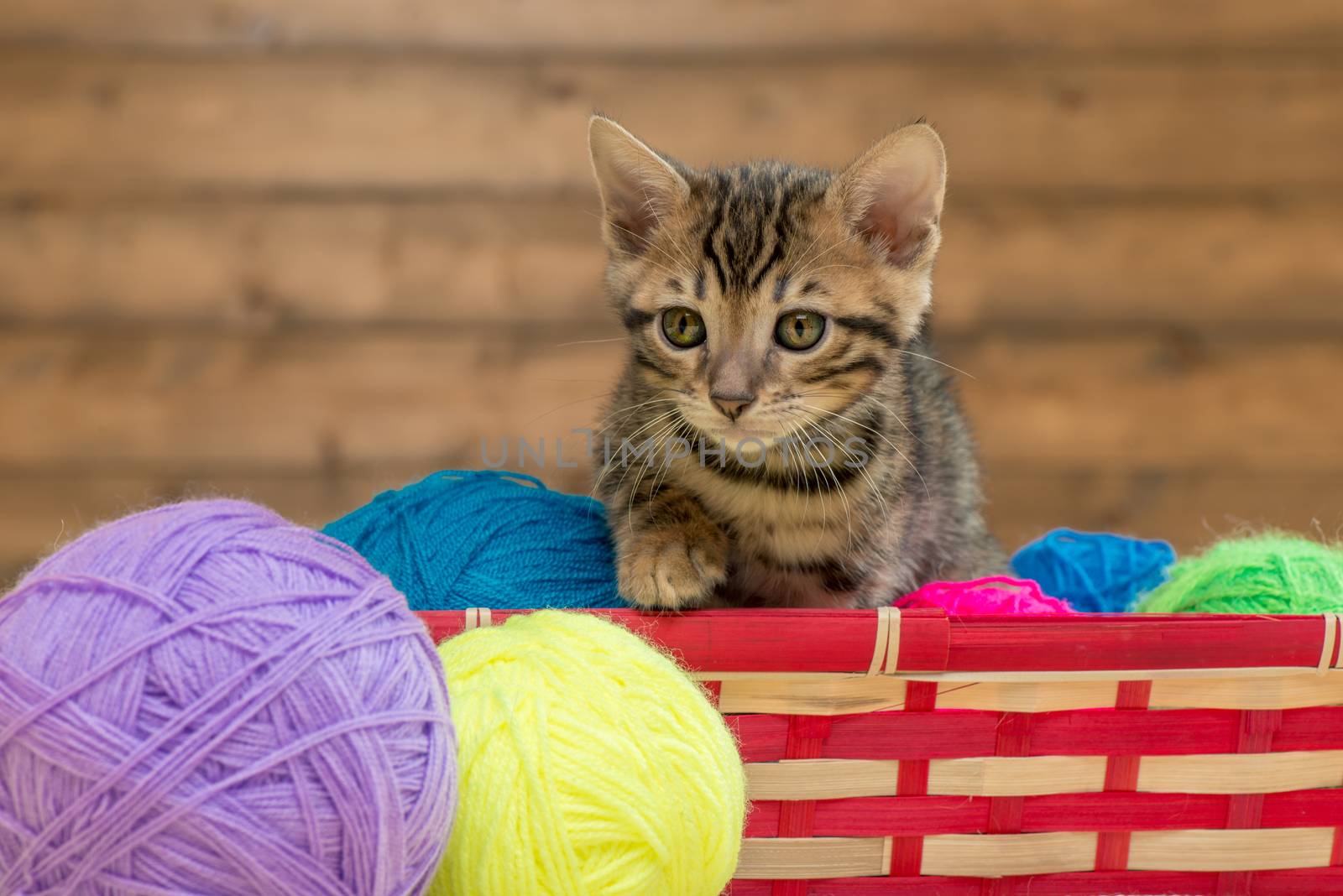 portrait of a Bengal kitten with balls of thread in a wicker basket