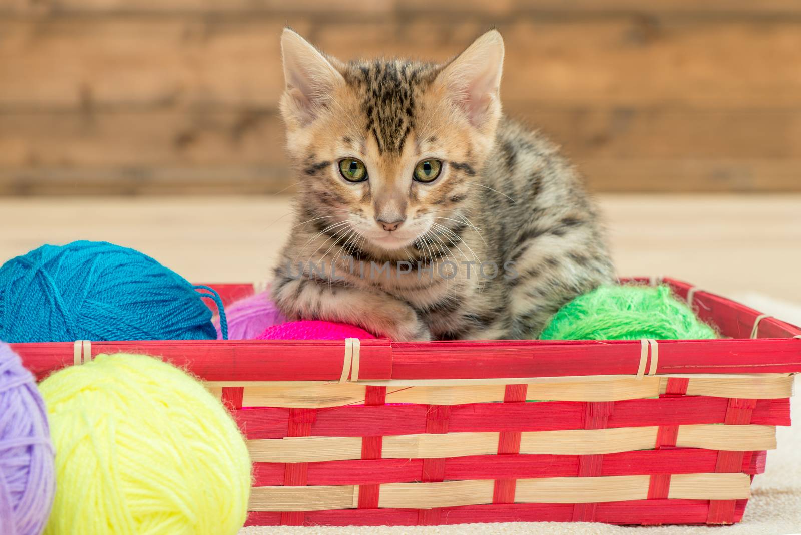 Little Bengal Bengal kitten with balls of thread in a wicker basket