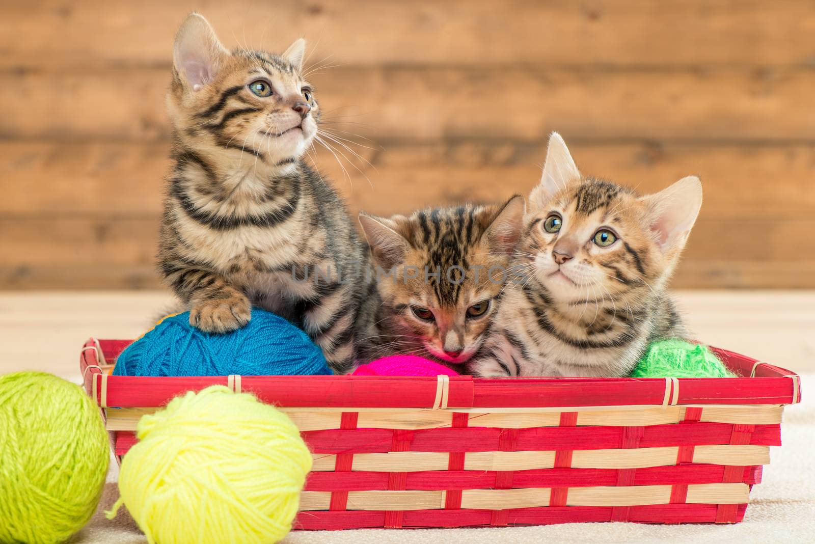 in the wicker basket sit three kittens of the Bengal breed playing with threads