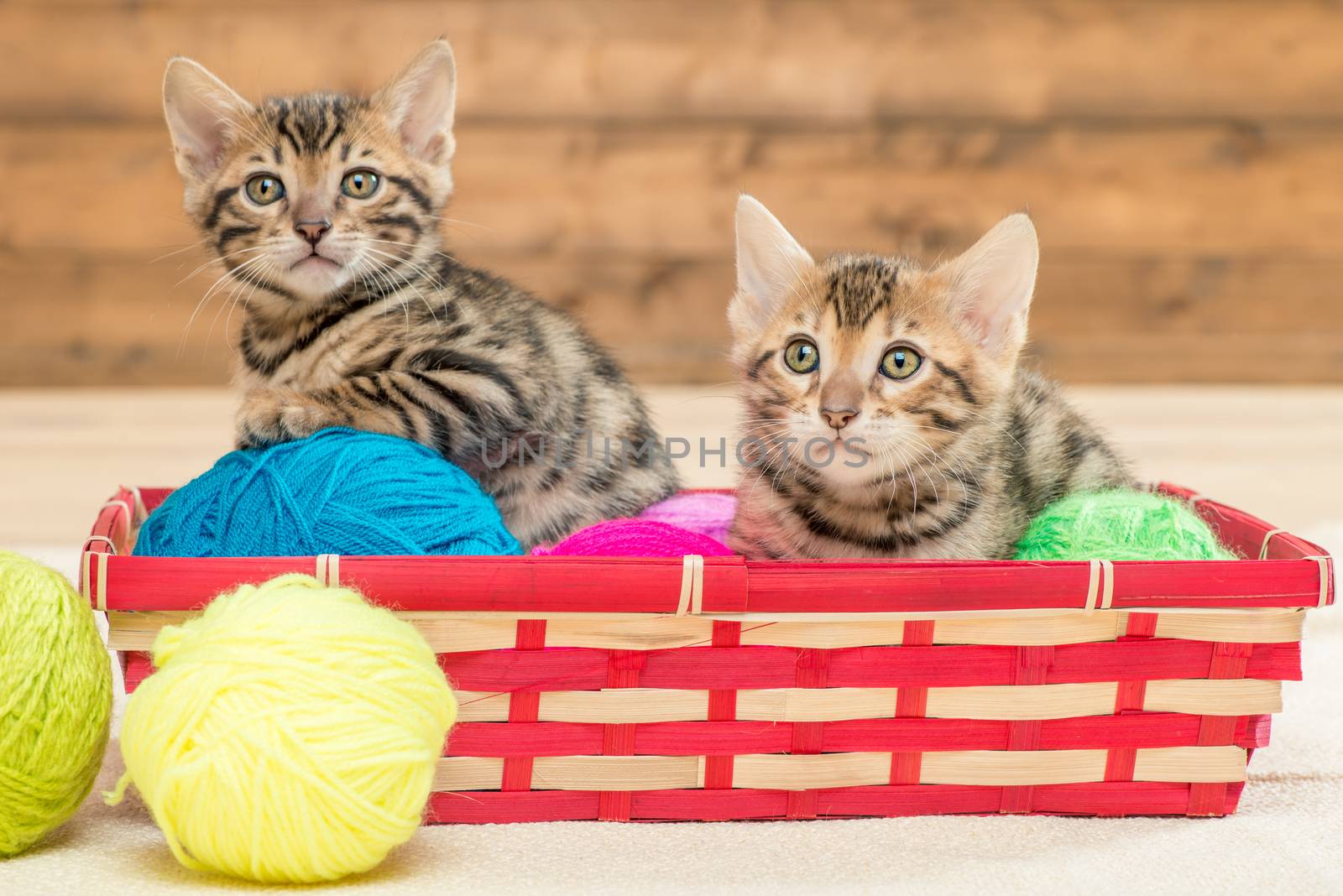 two kittens of bengali breed sit in a wicker basket, play with threads