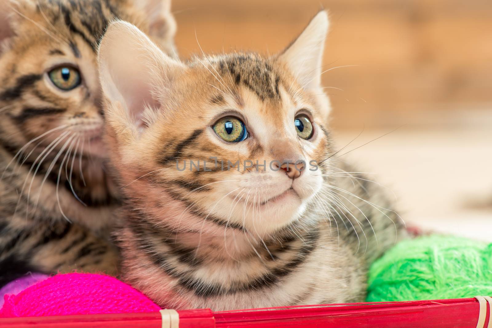 close up portrait of beautiful brown bengal kittens