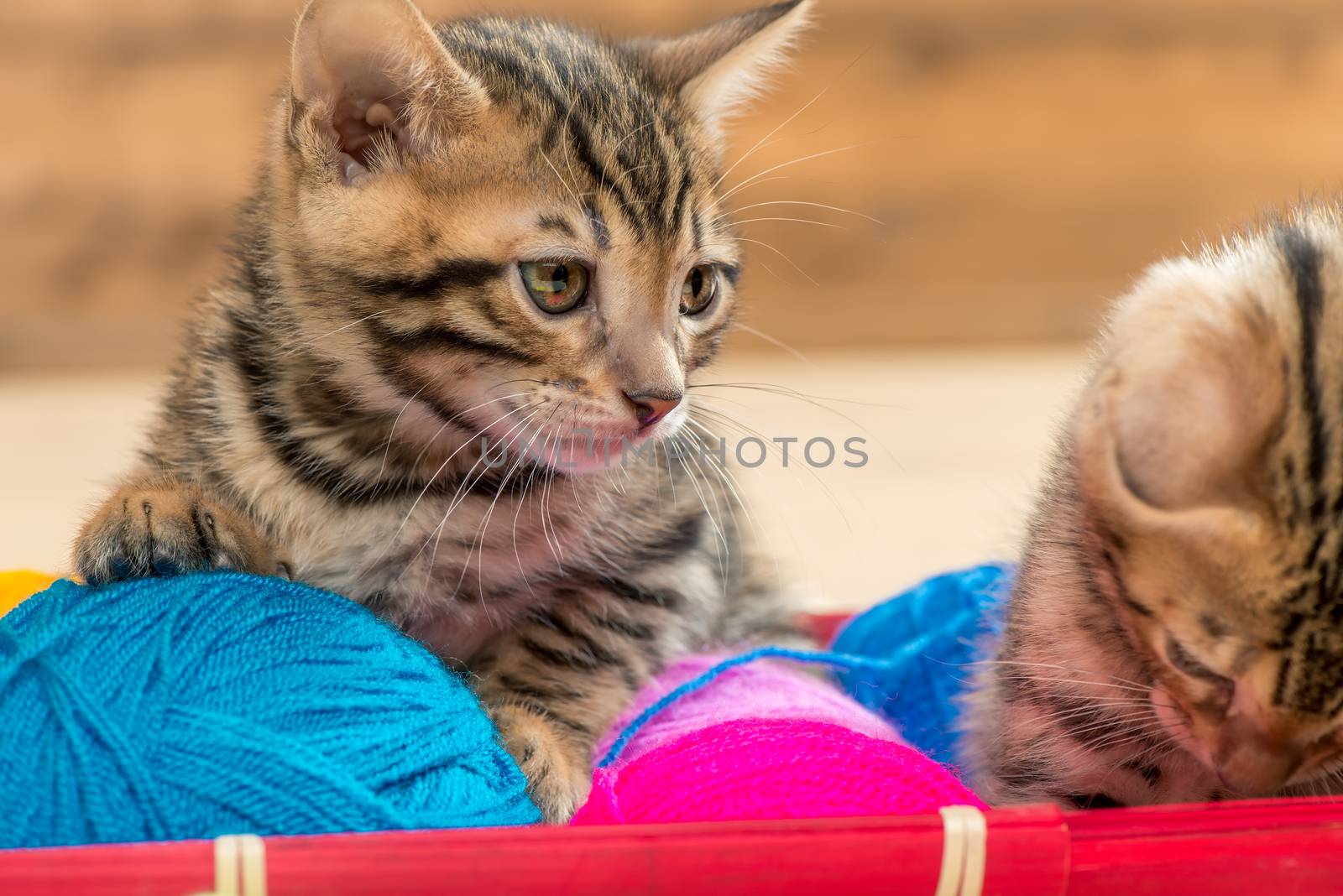 portrait of beautiful brown bengal kittens with balls of thread close up