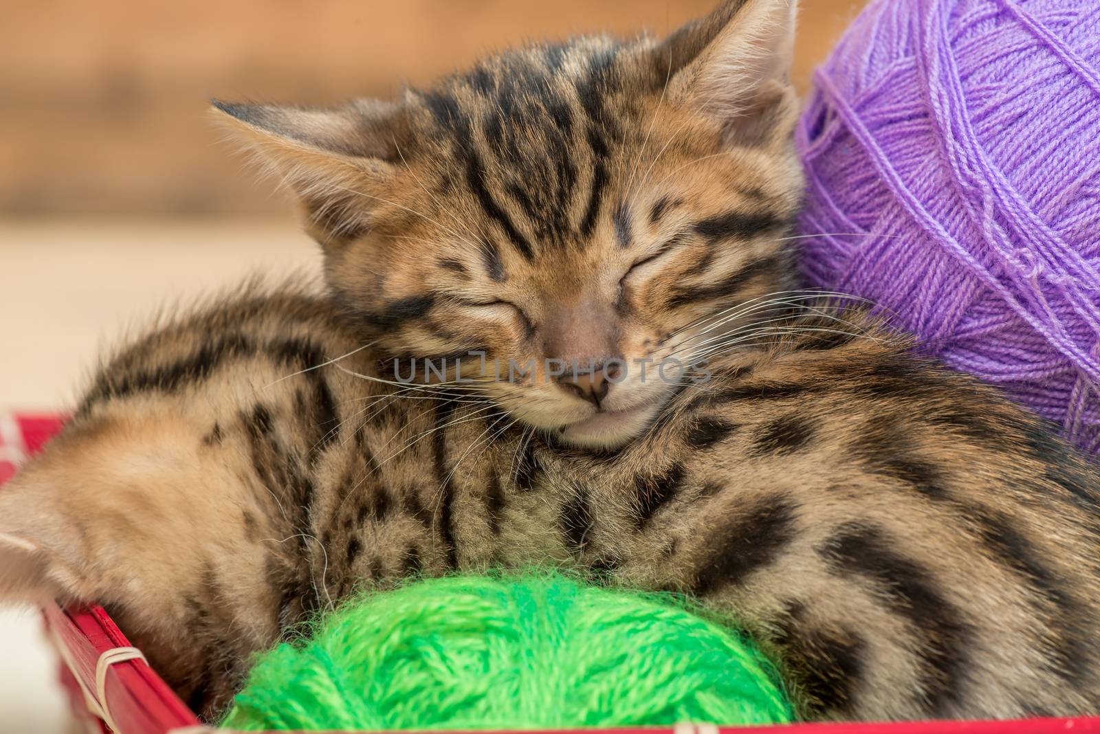 sleeping Bengal kittens with balls of thread close-up portrait by kosmsos111