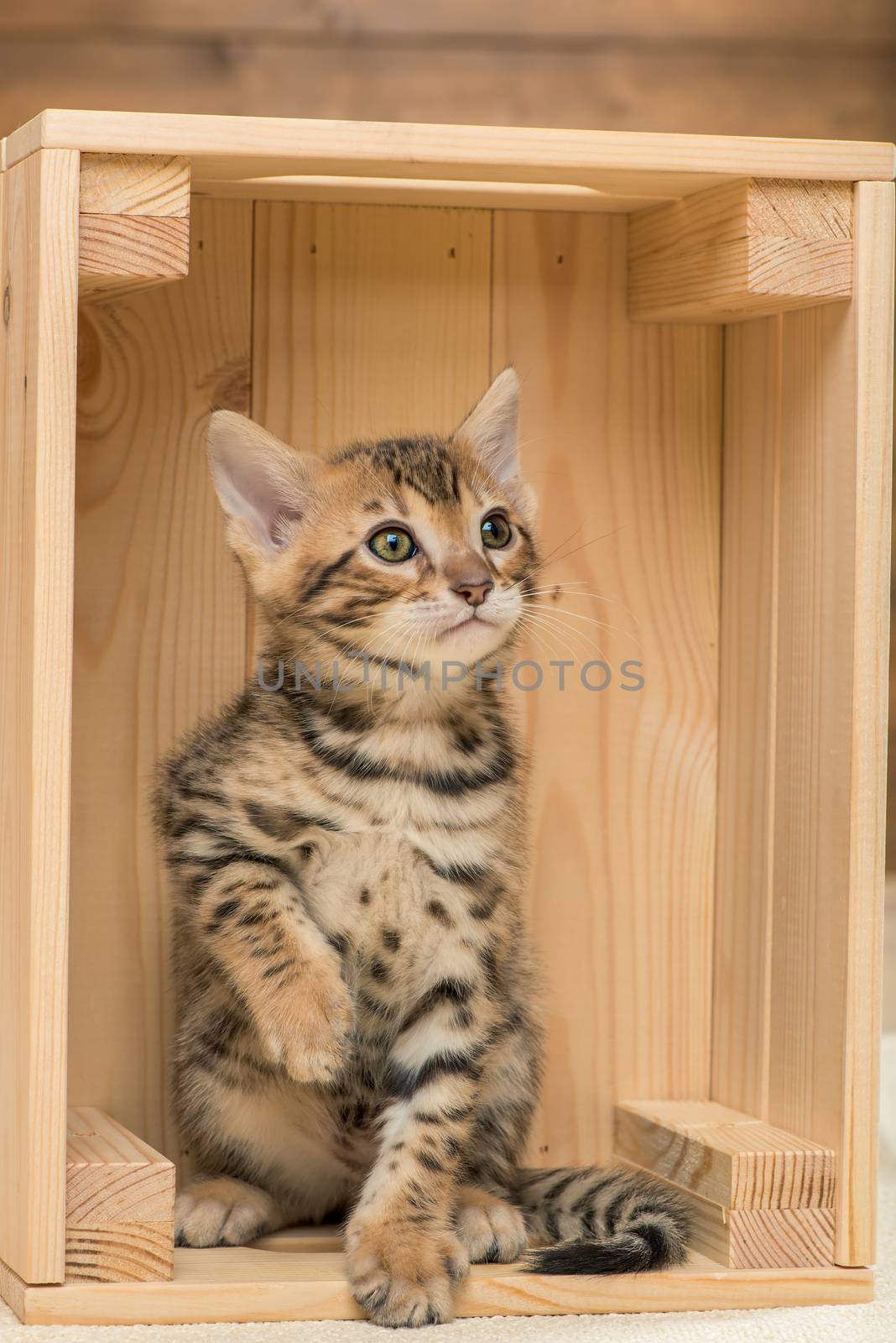 portrait of a Bengal breed kitten in a wooden box by kosmsos111