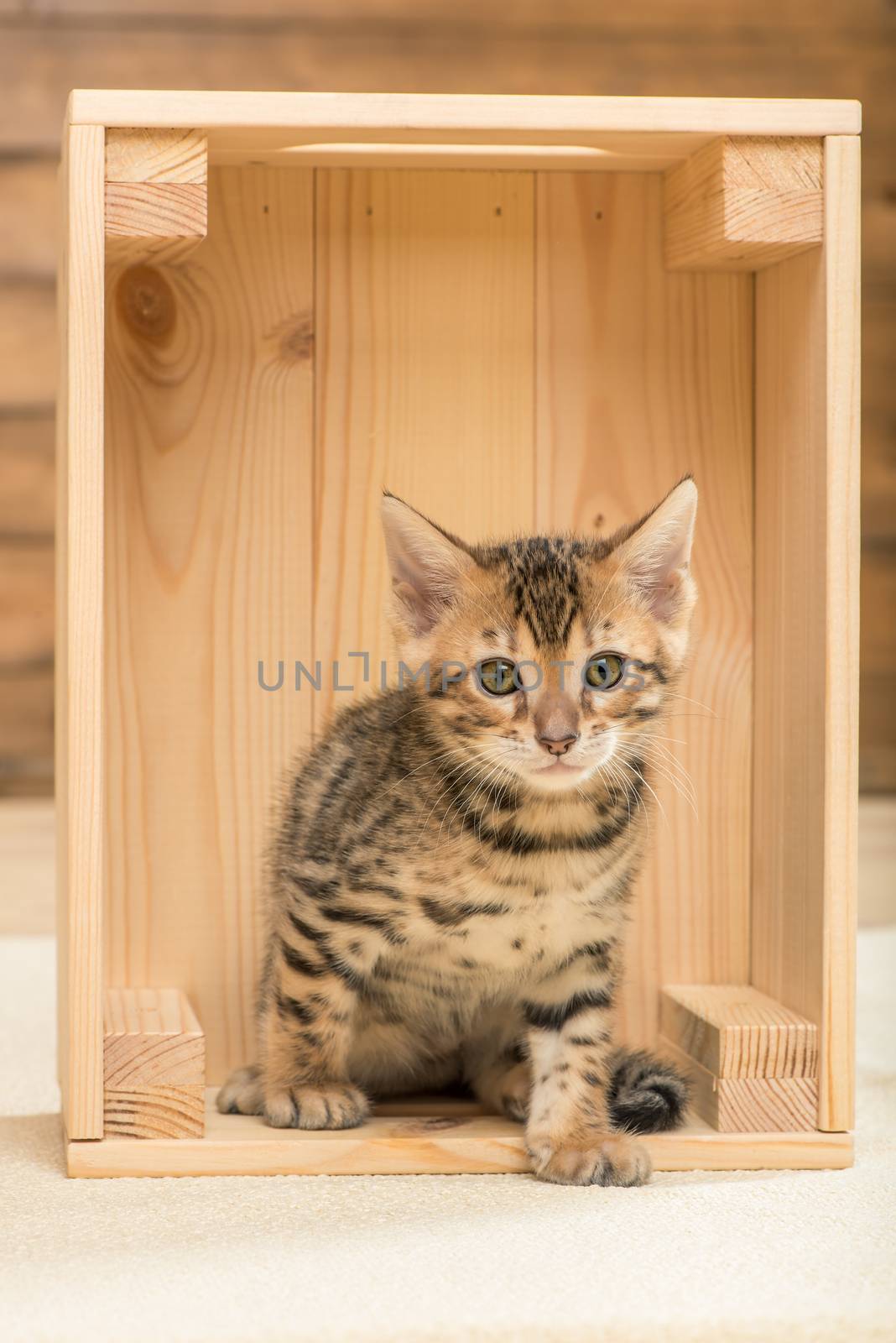 purebred little kitten sitting in a wooden box, closeup portrait