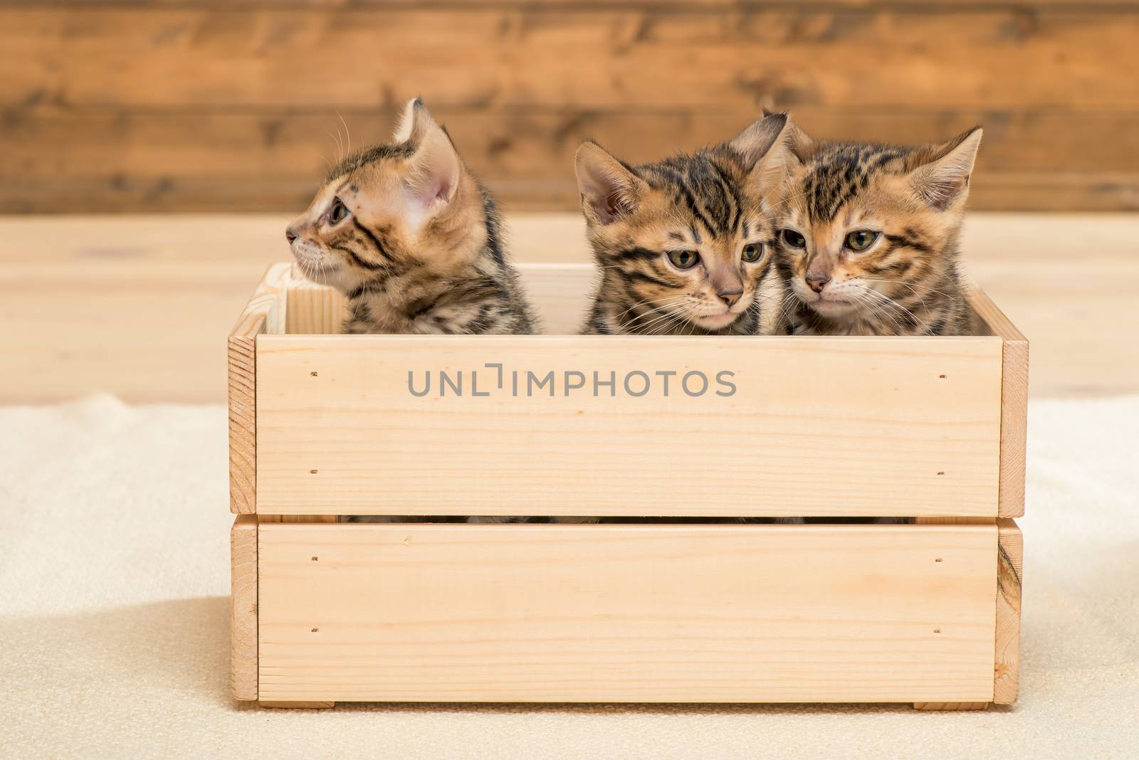 three kittens in a wooden box, closeup portrait of kittens