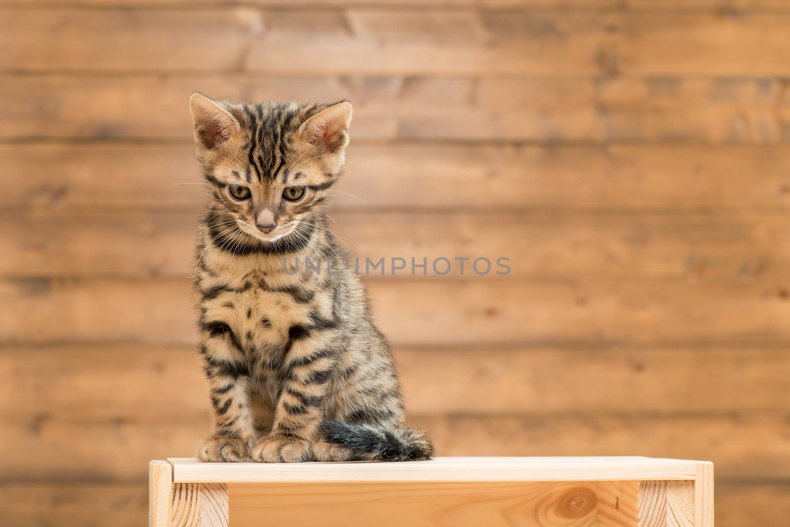 beautiful little bengal kitten looking down while sitting on a wooden box