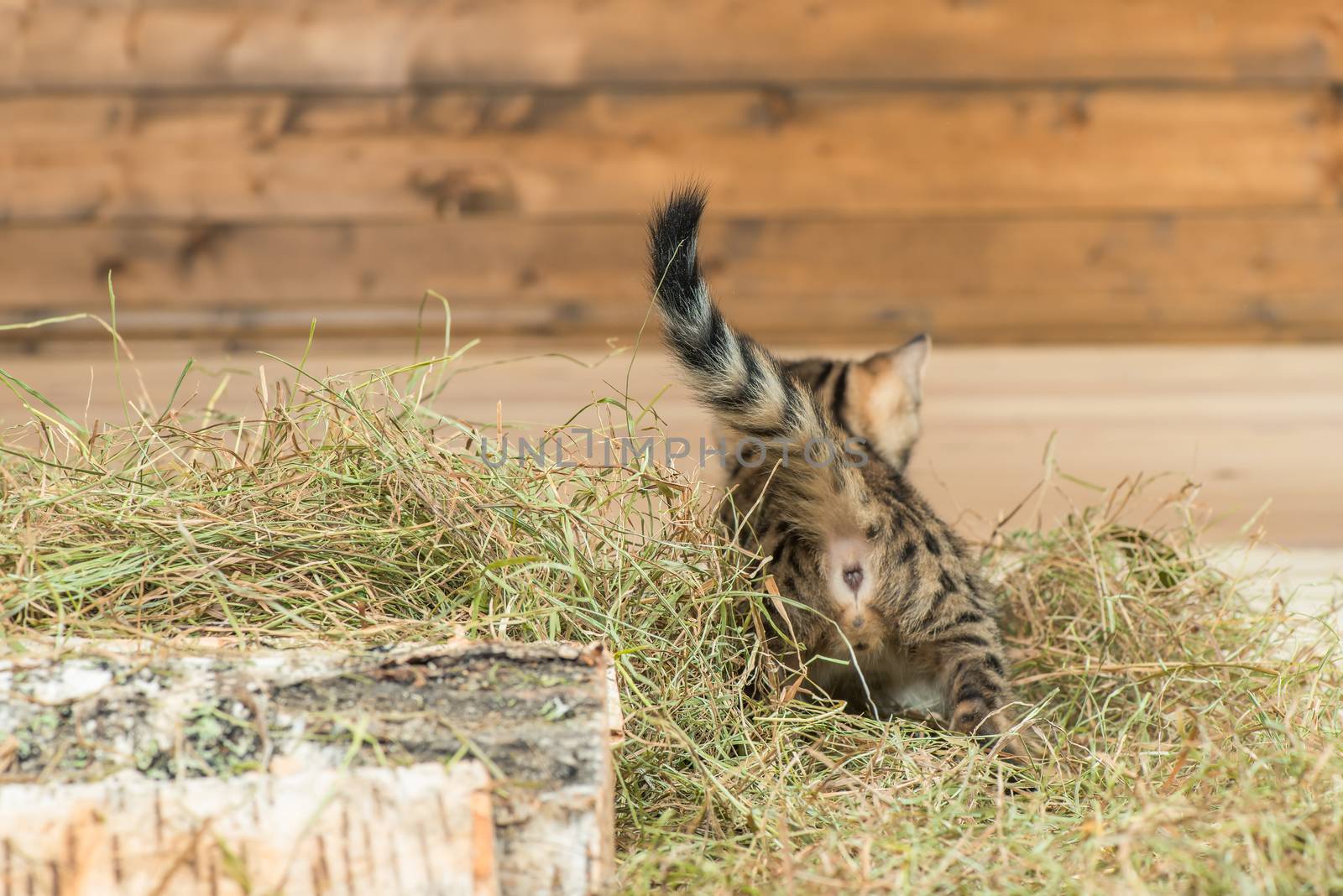 striped little kitten on dry hay, rear view by kosmsos111