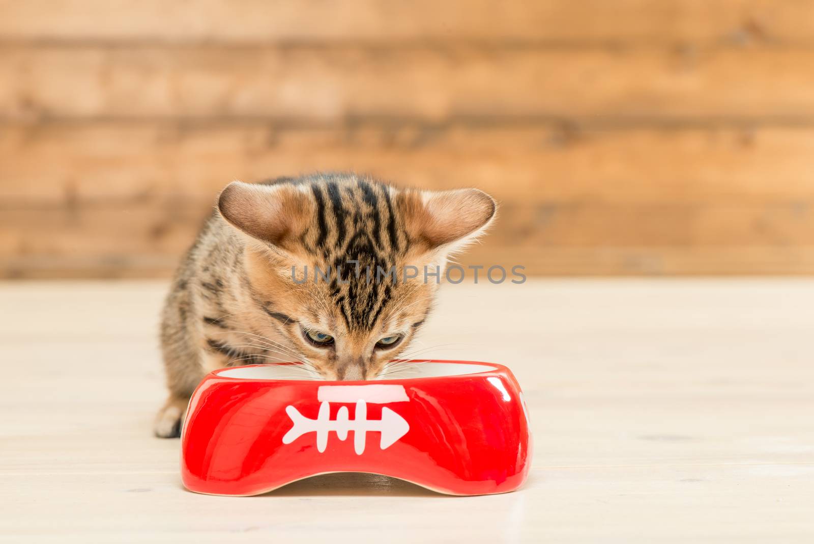 little bengal kitten drinking milk from a bowl by kosmsos111