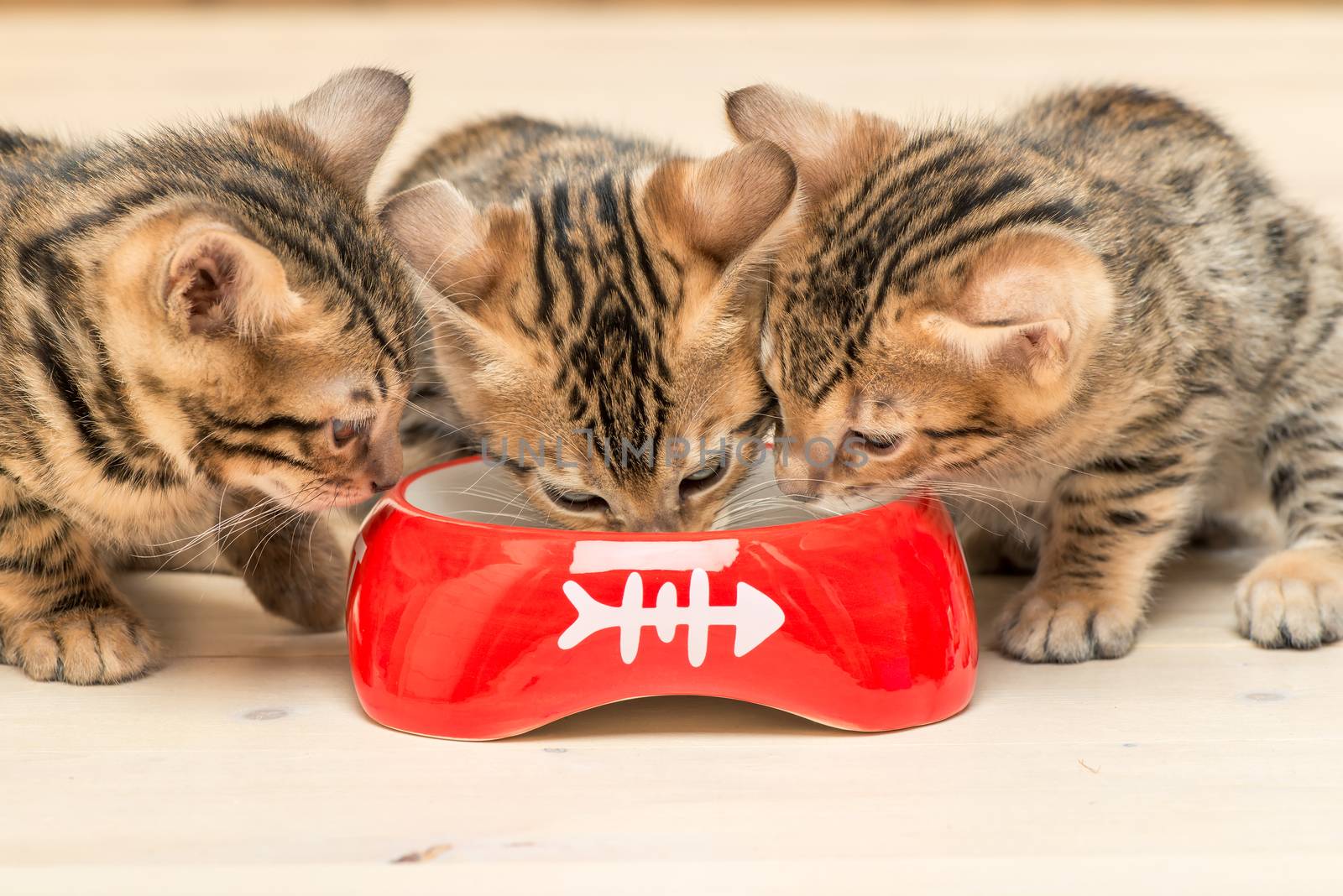 three little bengal kitten drinking milk from one bowl