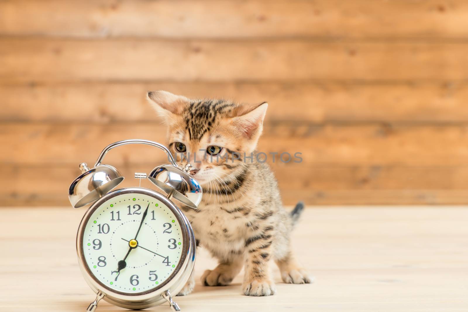 retro alarm clock that shows 7 o'clock and a kitten of the Benga by kosmsos111