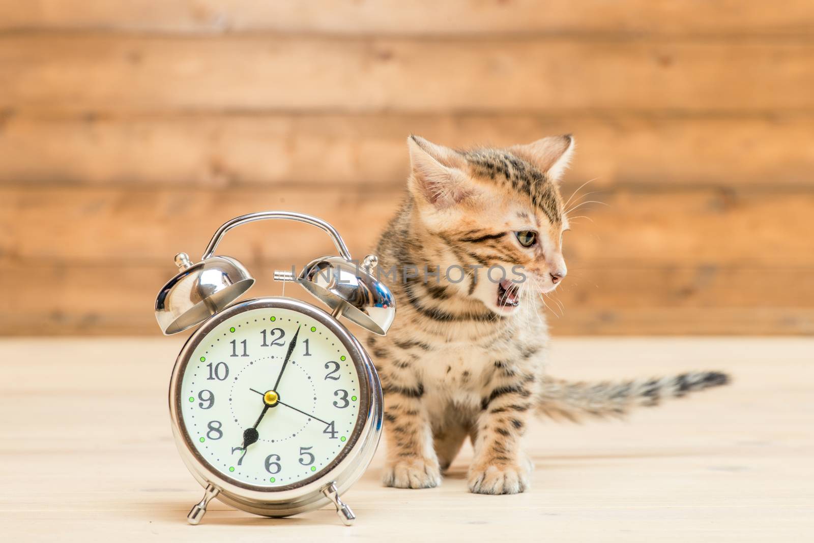 Bengal breed kitten and a retro alarm clock that shows 7 hours by kosmsos111