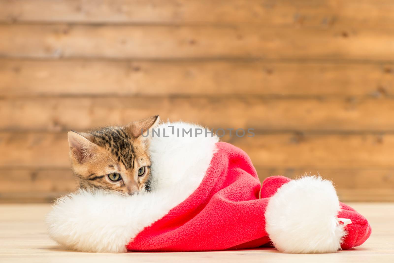 brown little kitten in a red Santa hat resting