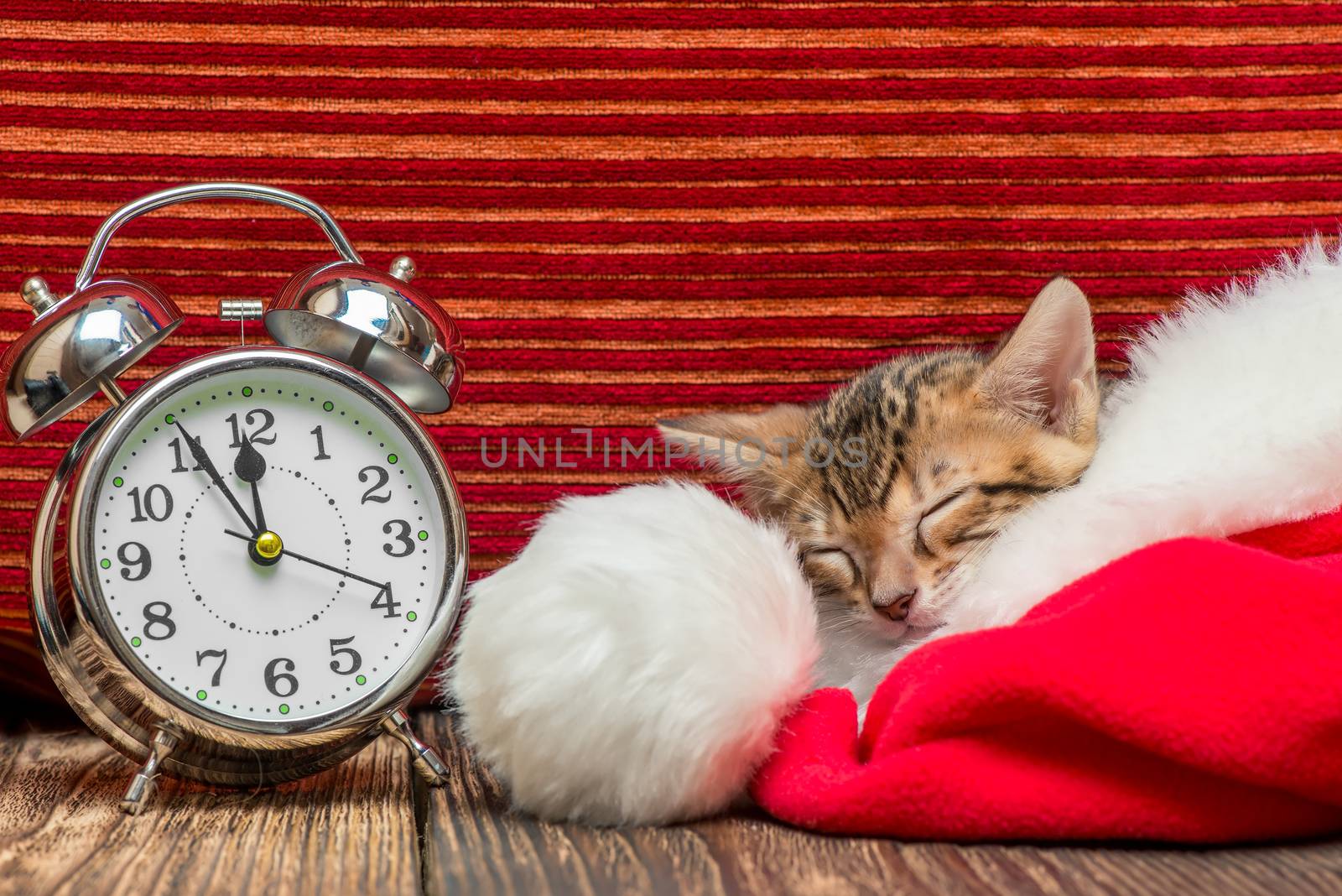 concept photo meeting of the new year, the kitten sleeps in Santa hat near the alarm clock