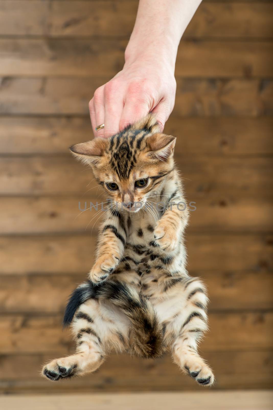 man's hand holds a kitten by the withers, teaches to the toilet by kosmsos111