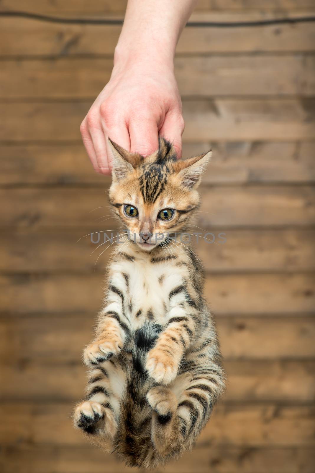 concept of toilet training - a man's hand is holding a kitten by the withers