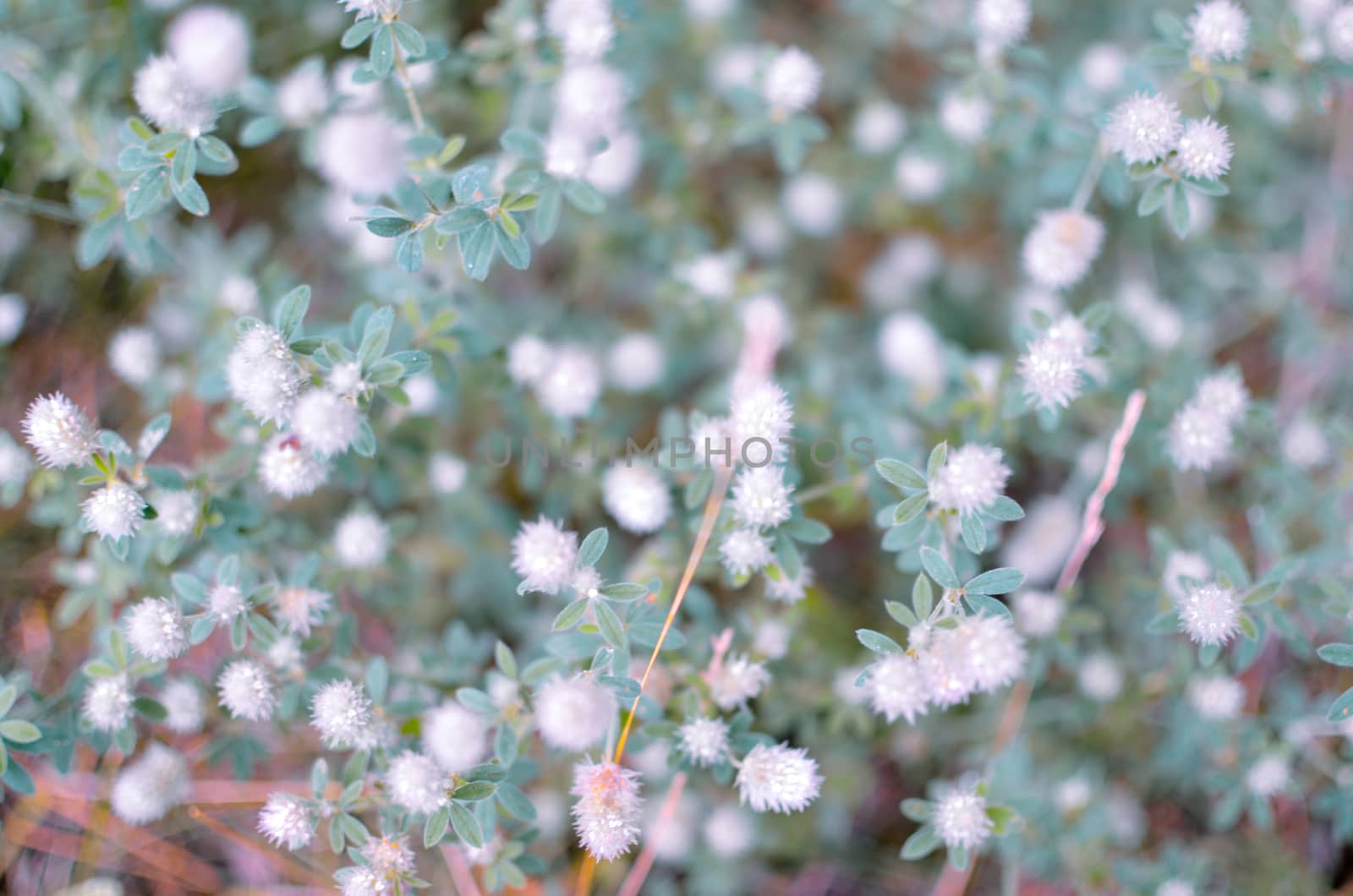 Close up of small white flowers on branch of amazing blooming shrub on sunny spring day in garden