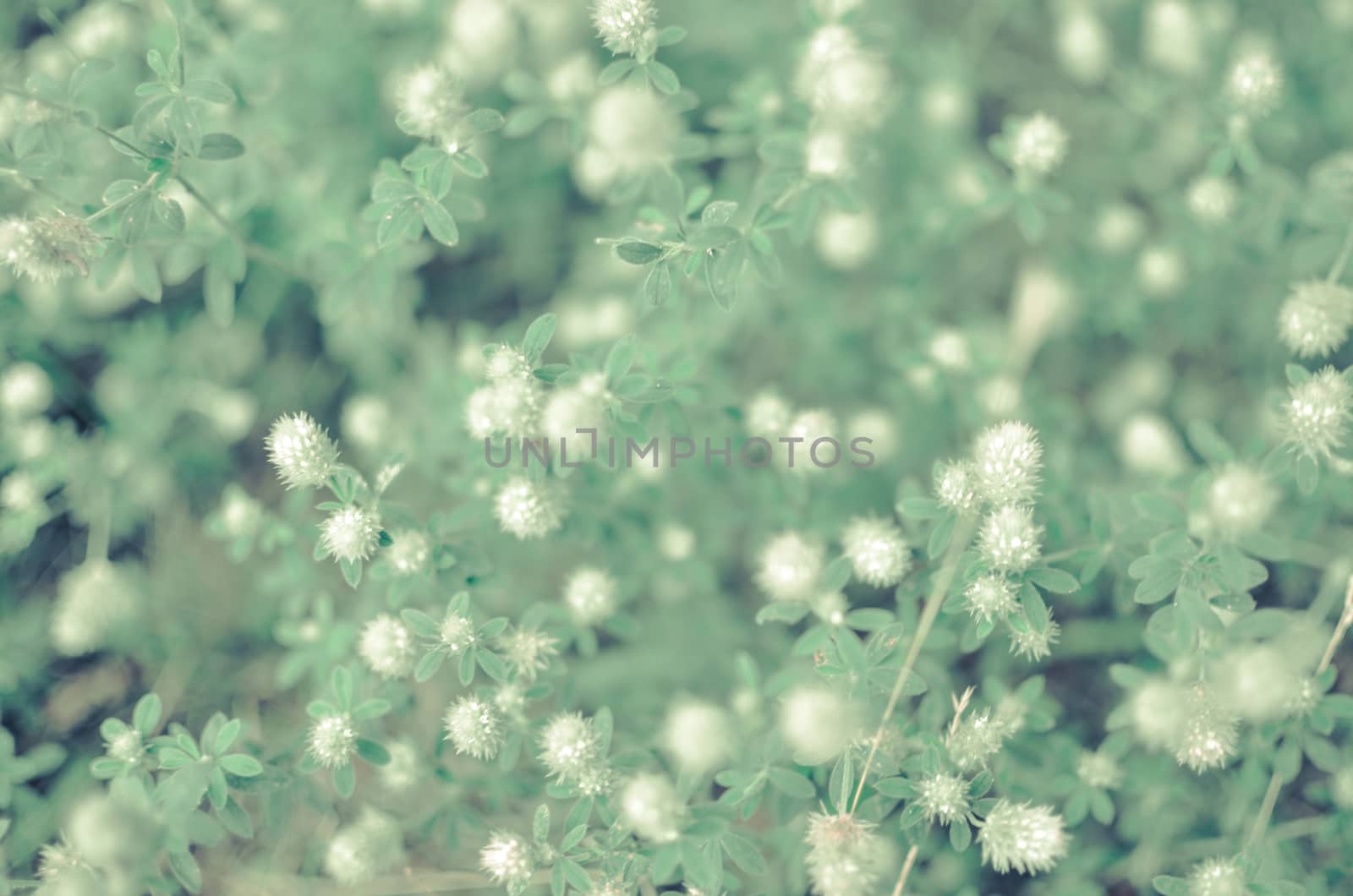 Close up of small white flowers on branch of amazing blooming shrub by kimbo-bo