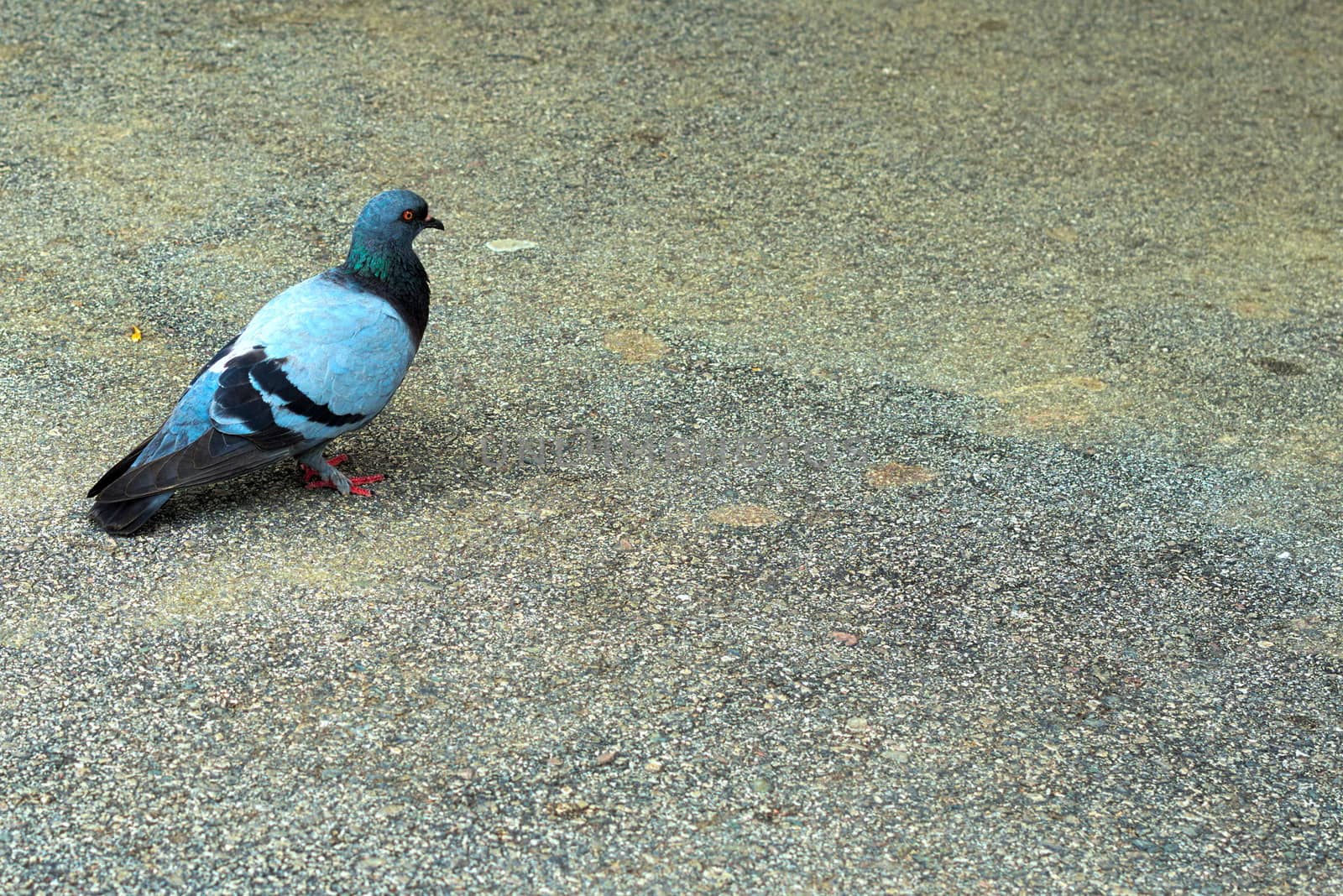 pigeon walking away on tar with an orange eye