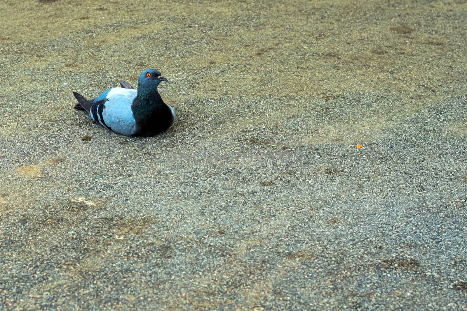 pigeon laying on tar with a serious look that seems to say better behave