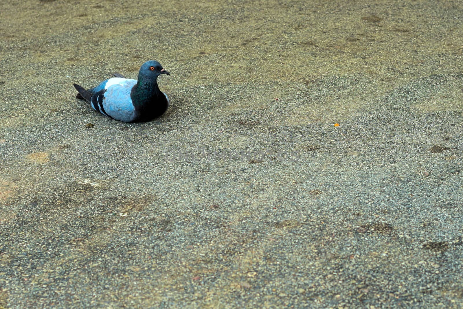 pigeon laying on tar with an annoyed look that seems to say you are boring