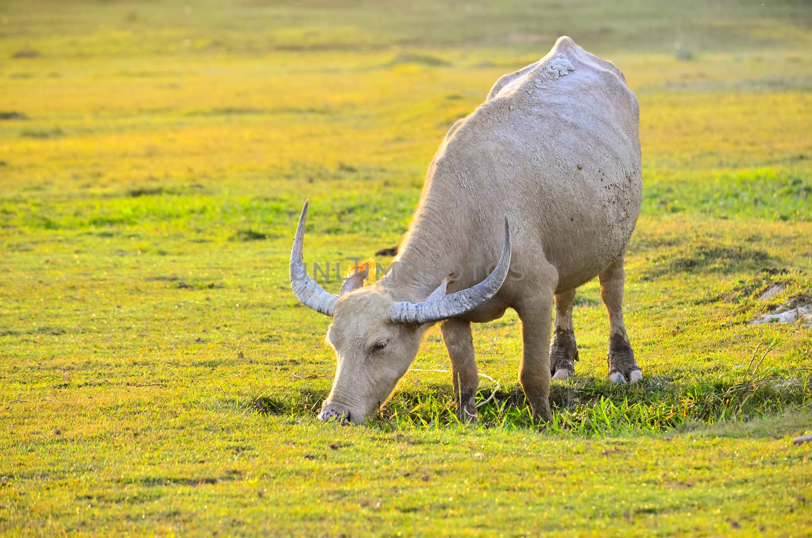 buffalo Golden light Meadow Buffalo herd by sarayut_thaneerat