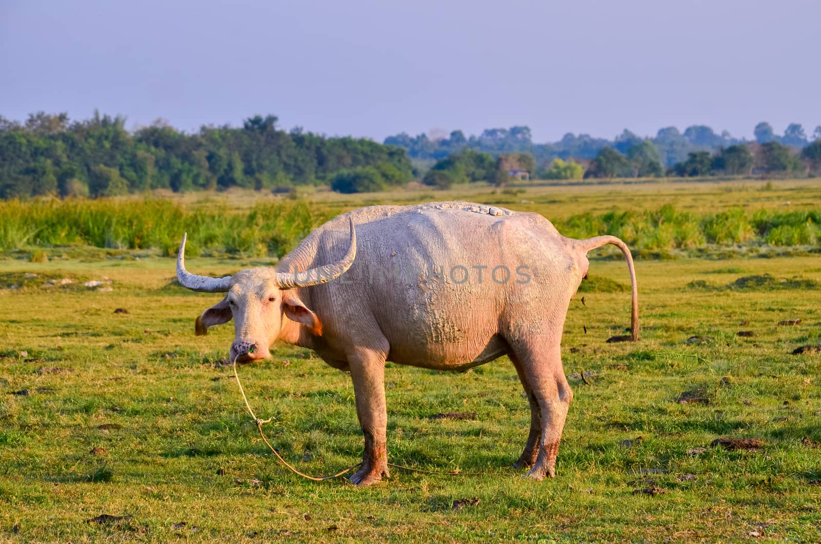buffalo Golden light Meadow Buffalo herd by sarayut_thaneerat