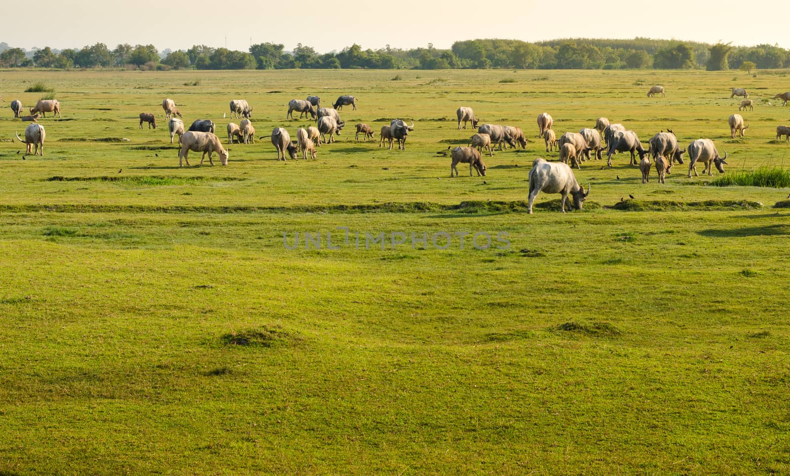 buffalo Golden light Meadow Buffalo herd by sarayut_thaneerat