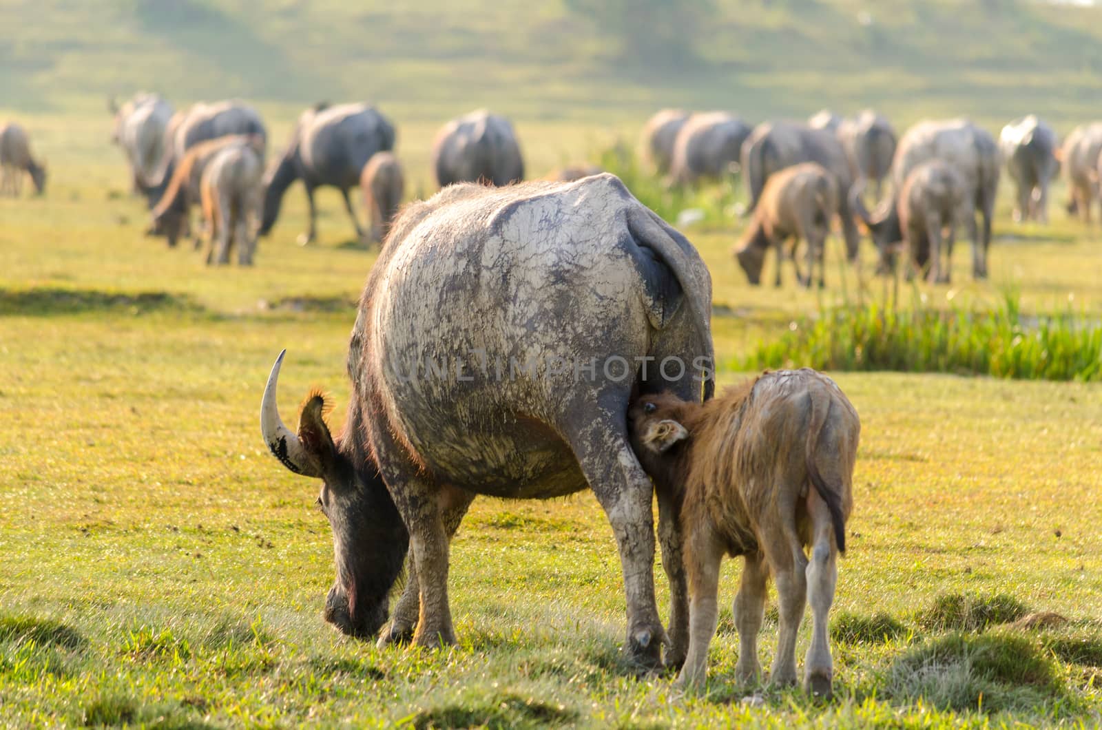 buffalo Golden light Meadow Buffalo herd