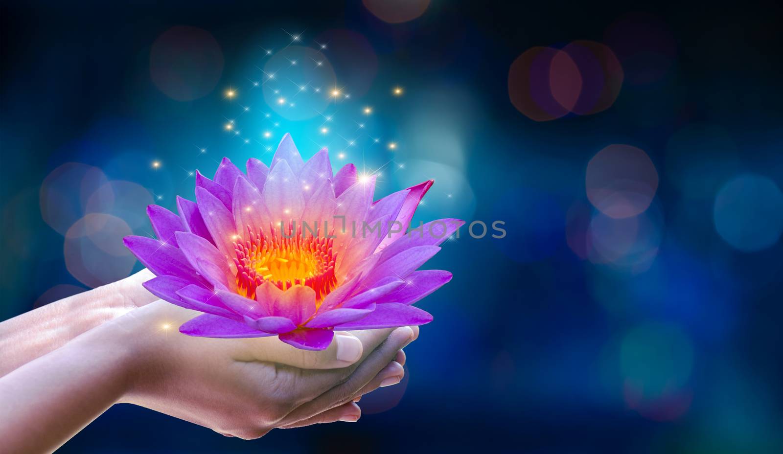 In the hands of a flower lotus Pink light purple floating light sparkle purple background by sarayut_thaneerat