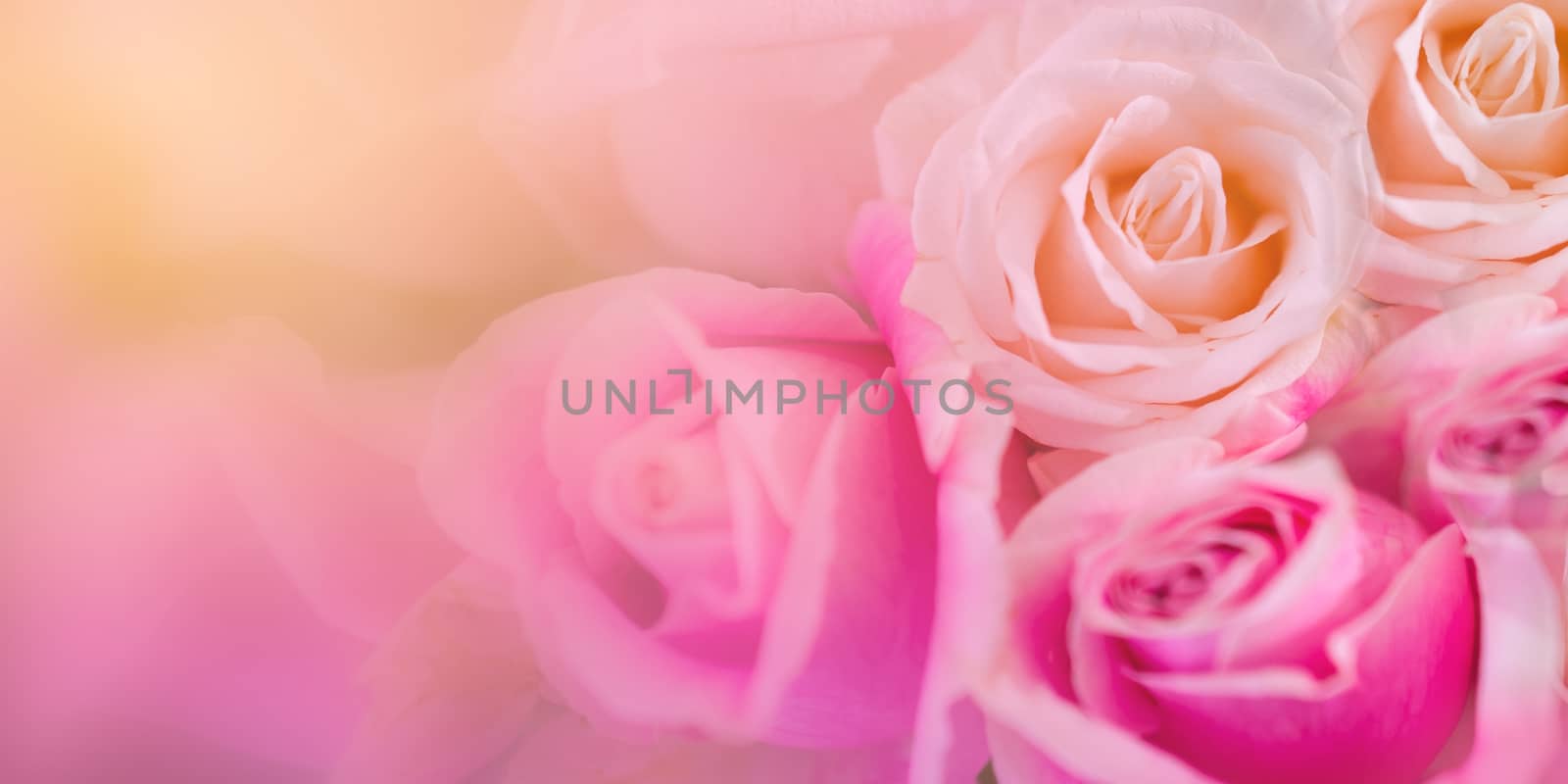 Pink roses Background blur Valentine by sarayut_thaneerat