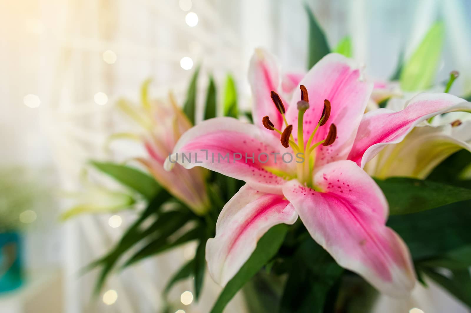 Pink lilly in the garden and tone color pink,Lilly flowers (shallow dof) Natural by sarayut_thaneerat