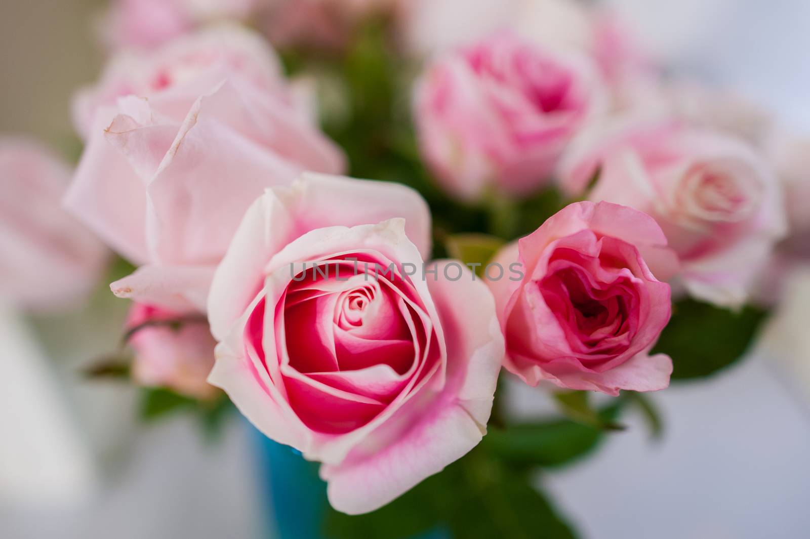 Bouquet of roses Pink Background blur Valentine