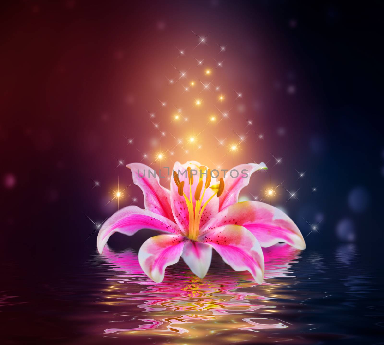 Pink Lilies flower on water reflection by sarayut_thaneerat