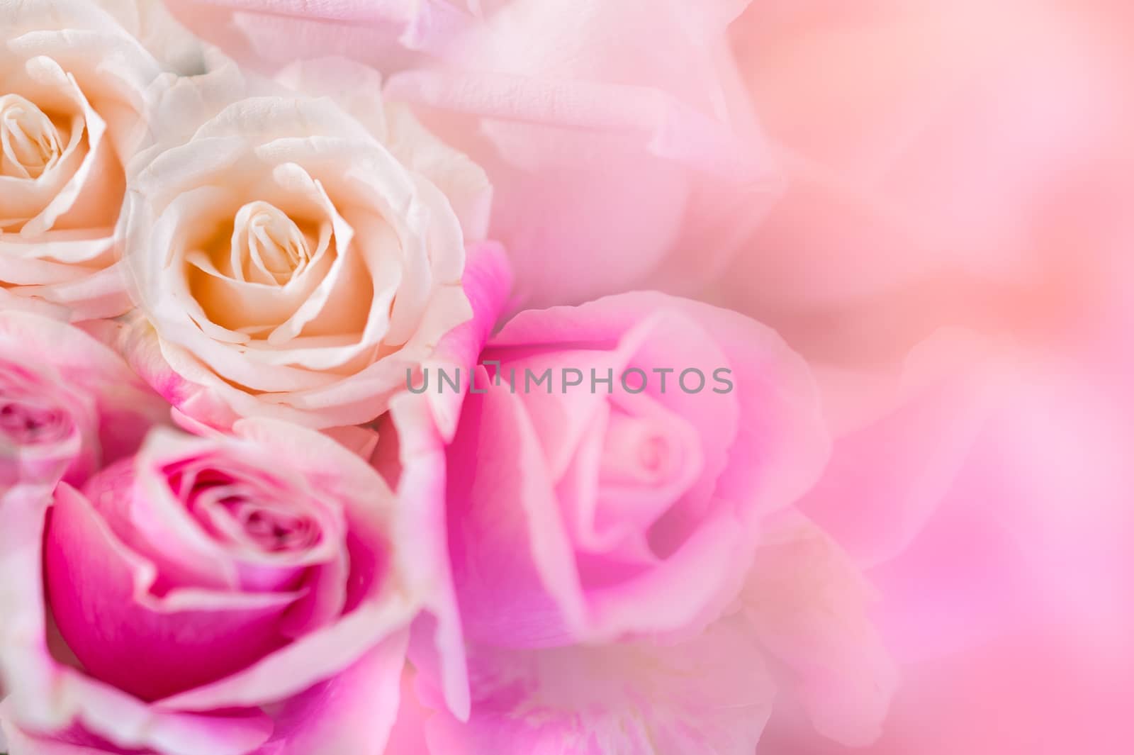 Pink roses Background blur Valentine