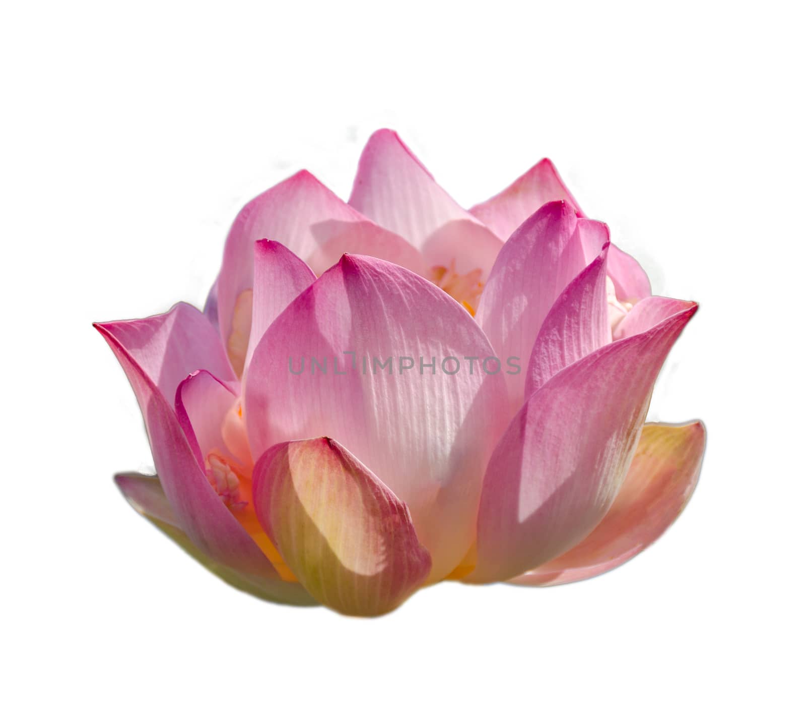 lotus Pink Isolate White flowers bloom by sarayut_thaneerat