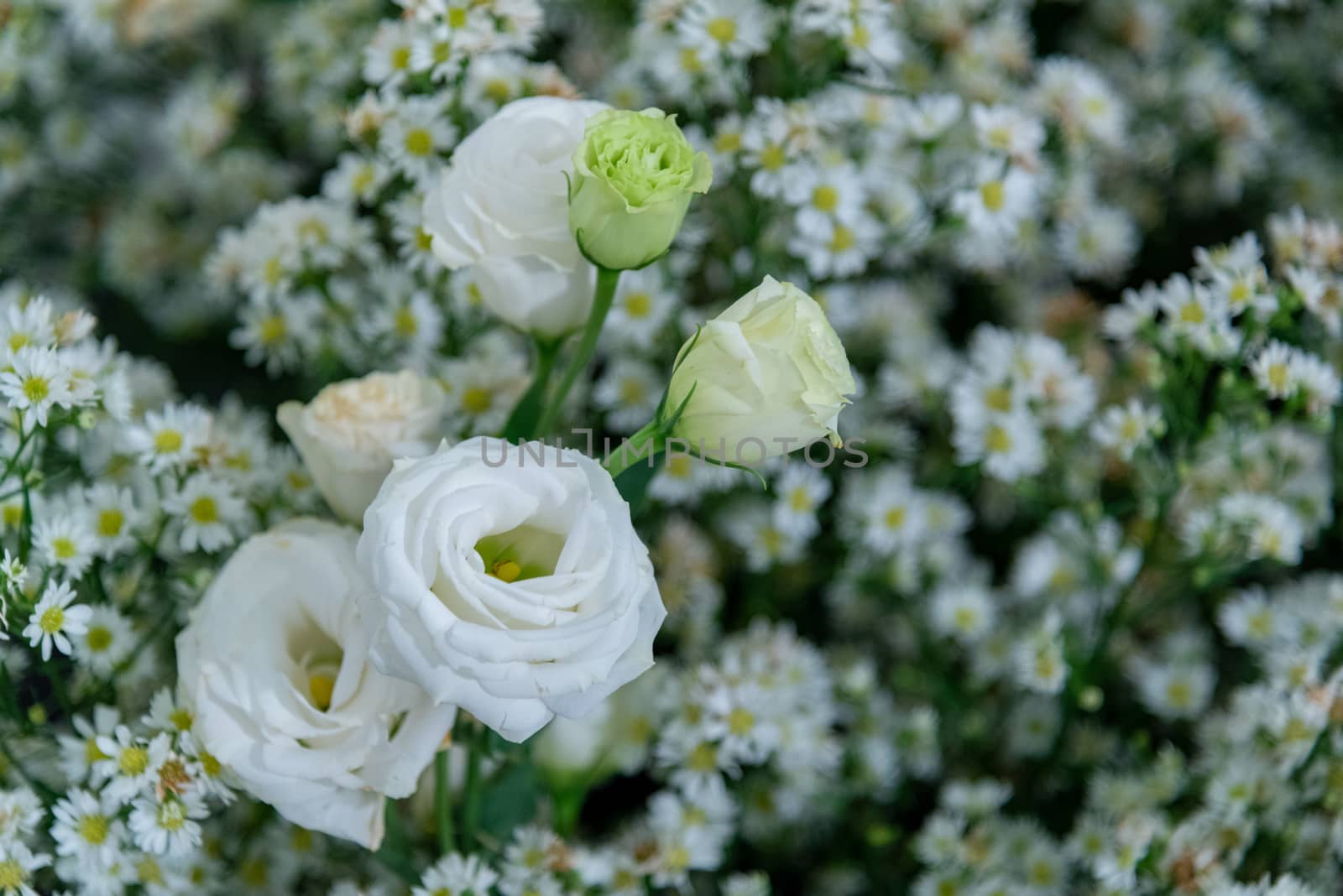 White flower by sarayut_thaneerat