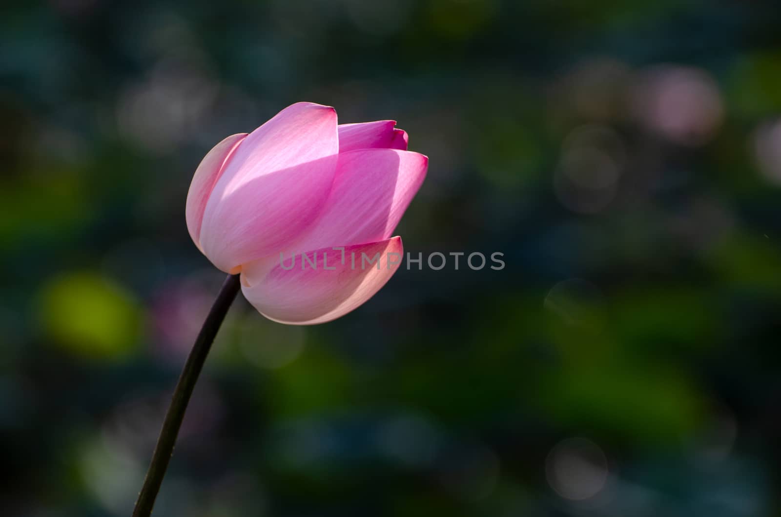 lotus Pink floating light sparkle bokeh background by sarayut_thaneerat