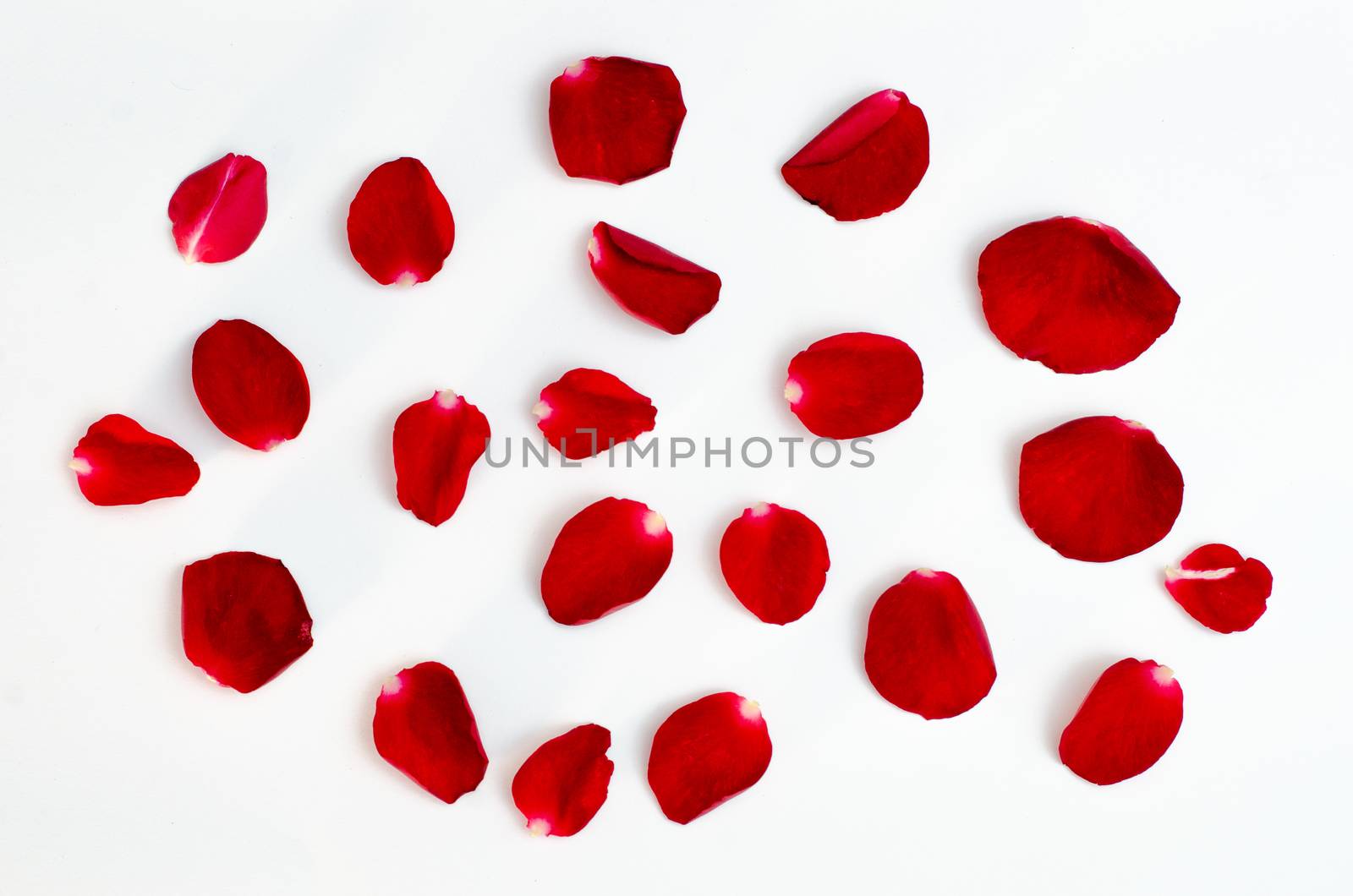 Rose petal isolate on a white background Red design heart by sarayut_thaneerat