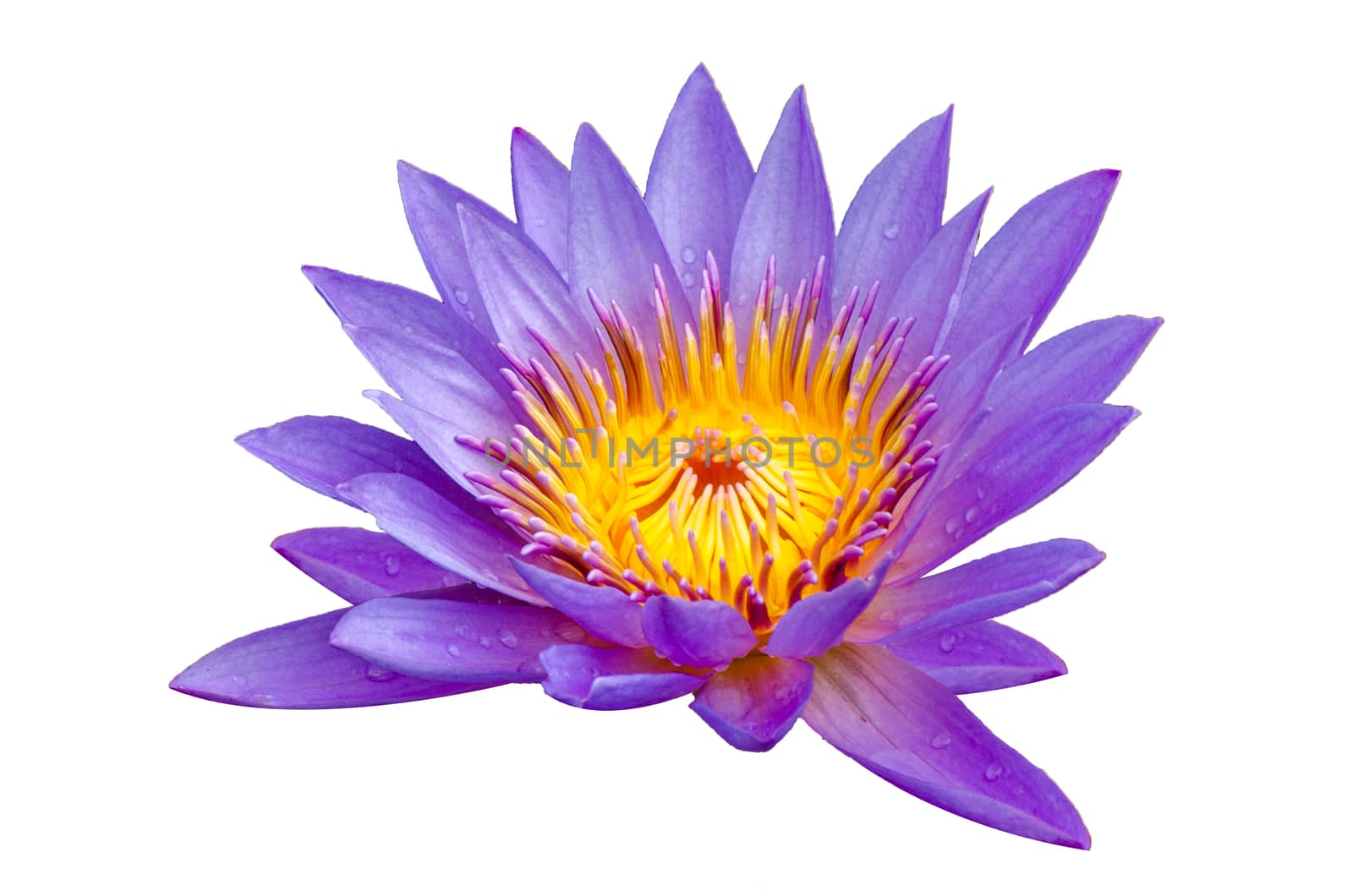 lotus purple Isolate lotus Beautifully bloomed in yellow pollen by sarayut_thaneerat
