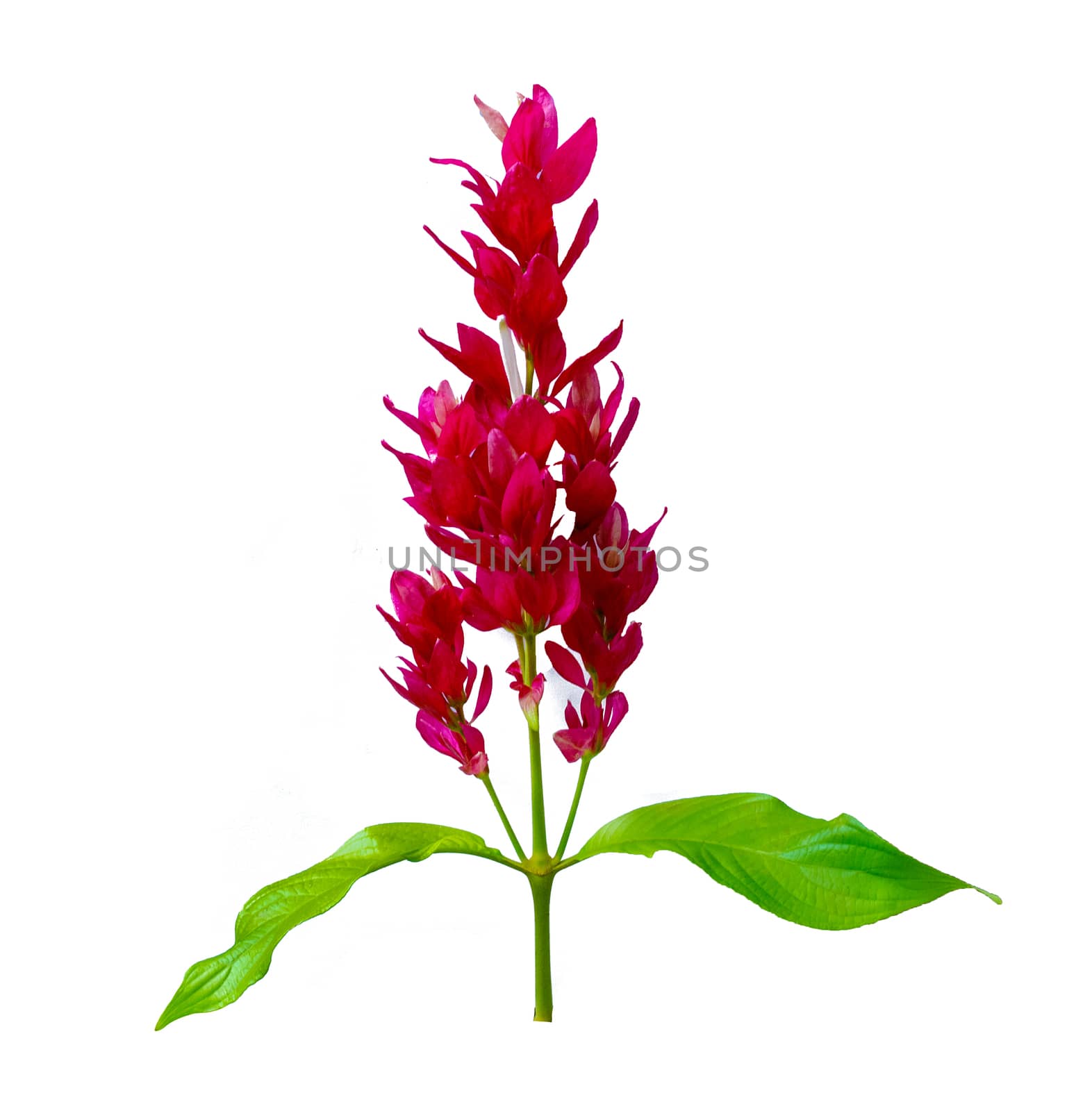 Exotic red bouquet of white background used to design the isolate.